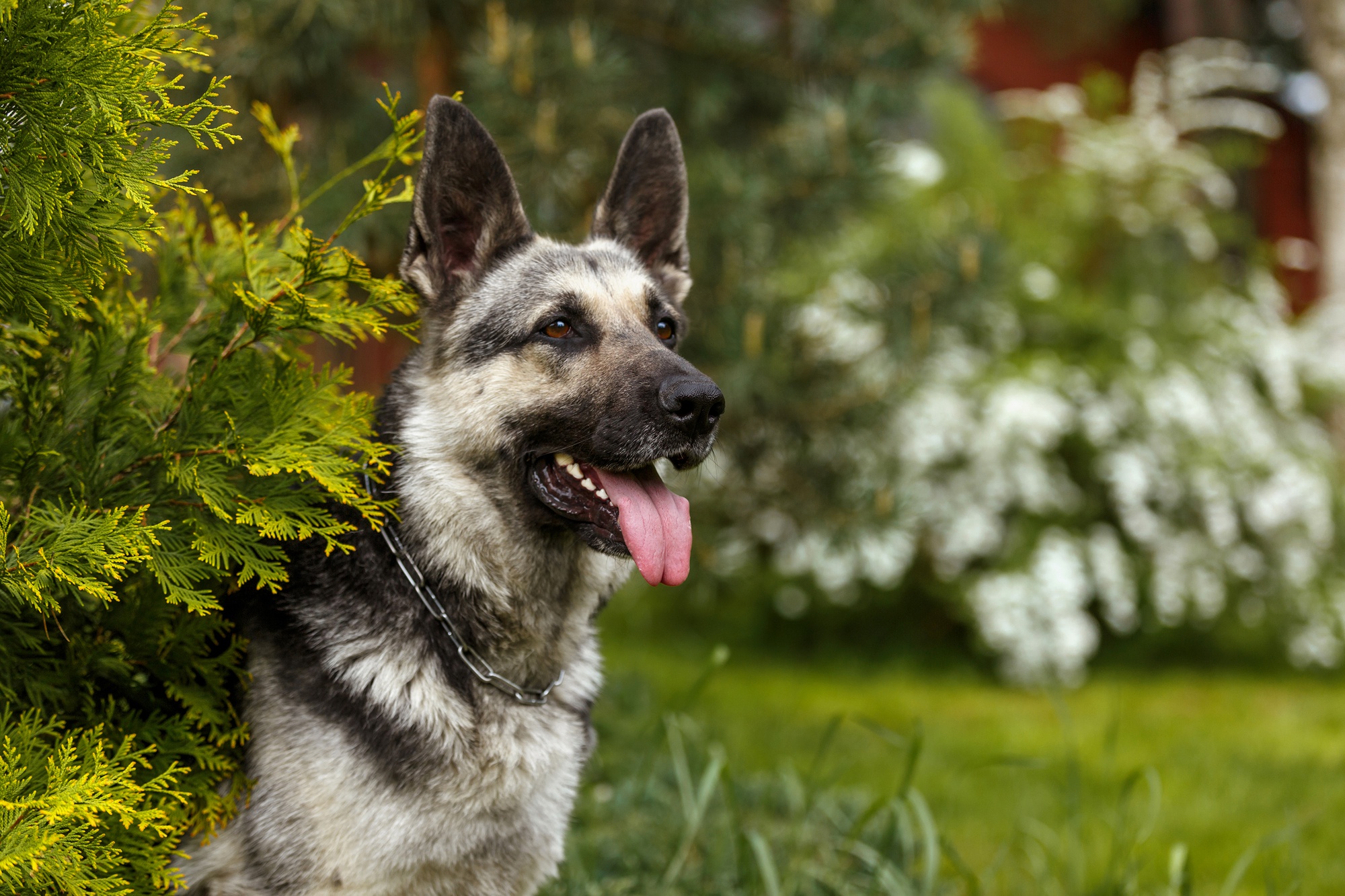 Handy-Wallpaper Tiere, Hunde, Hund, Schäferhund kostenlos herunterladen.