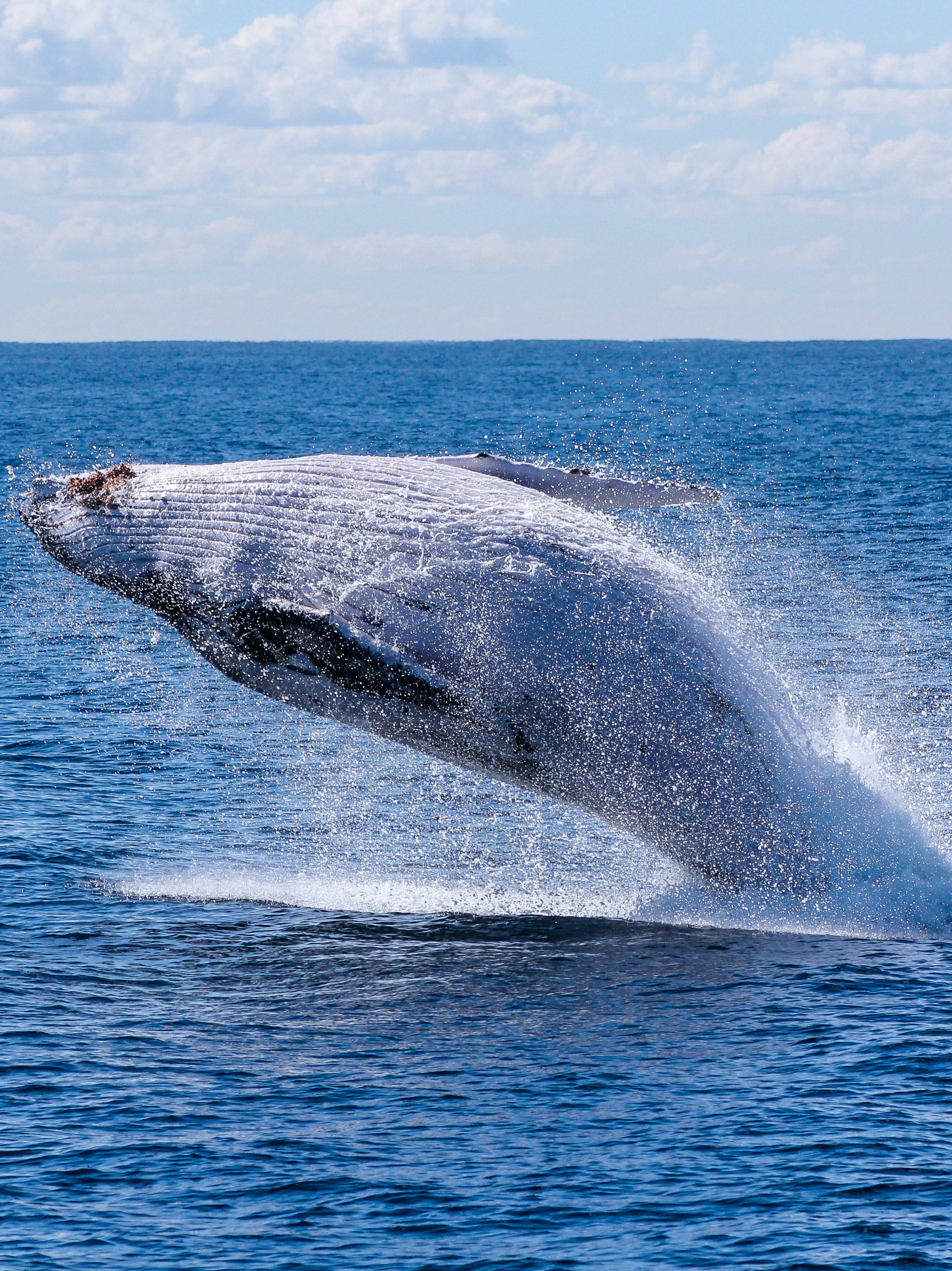 無料モバイル壁紙動物, 地平線, 鯨をダウンロードします。