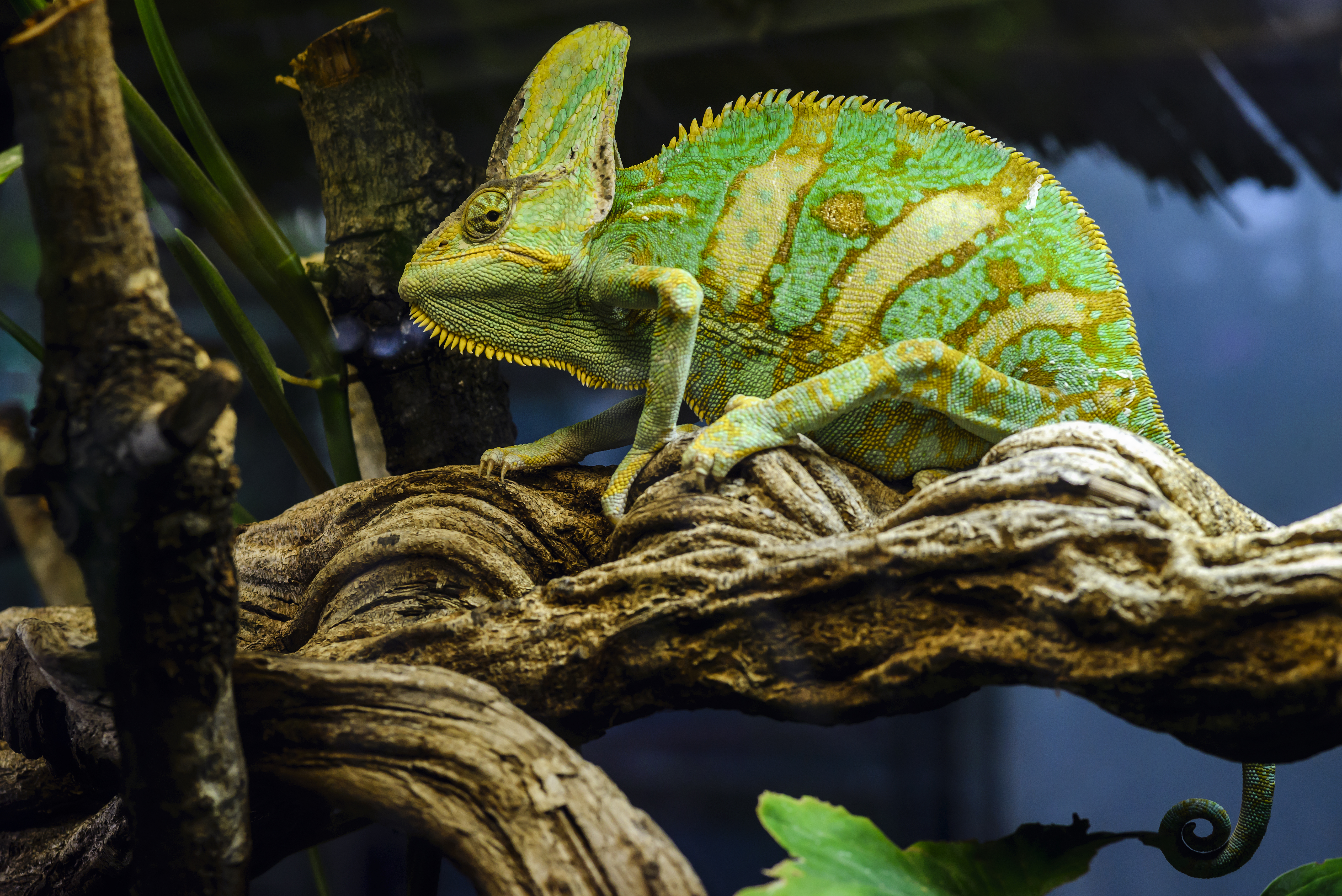 Free download wallpaper Reptile, Chameleon, Mimicry, Animals on your PC desktop