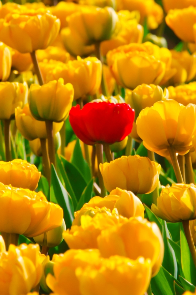 Download mobile wallpaper Nature, Flowers, Flower, Earth, Tulip, Yellow Flower, Red Flower for free.