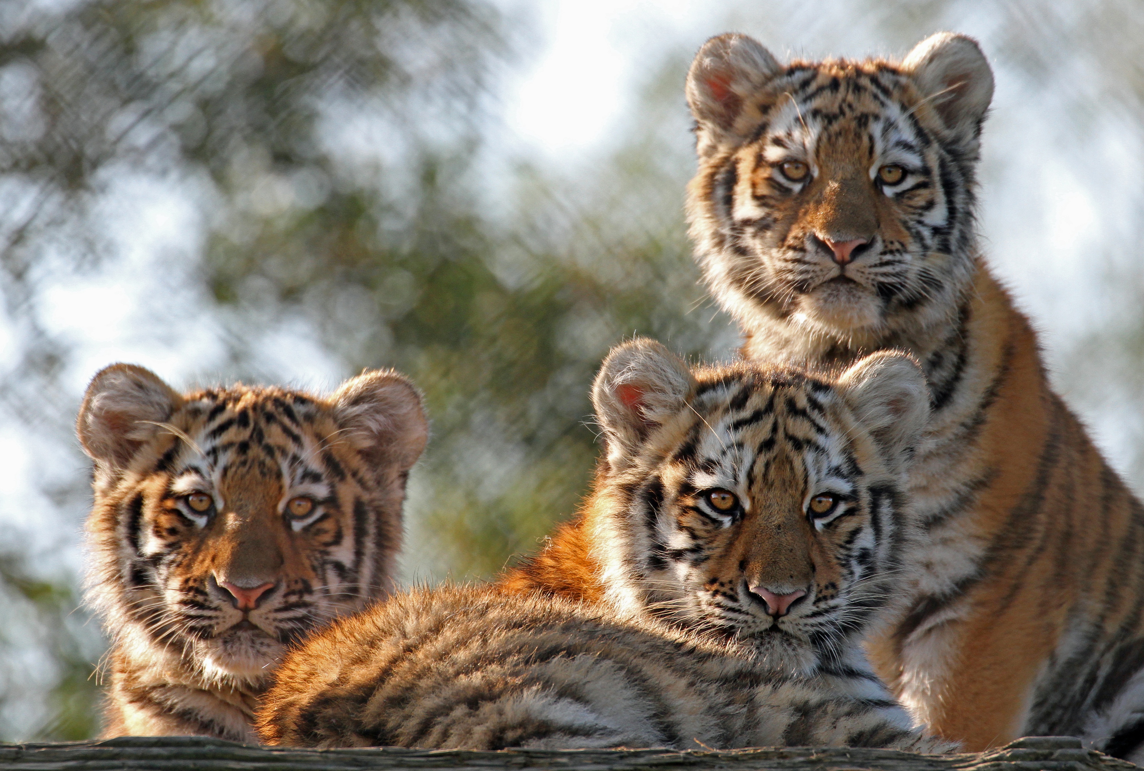 Baixe gratuitamente a imagem Animais, Gatos, Tigre, Animal Bebê, Filhote na área de trabalho do seu PC