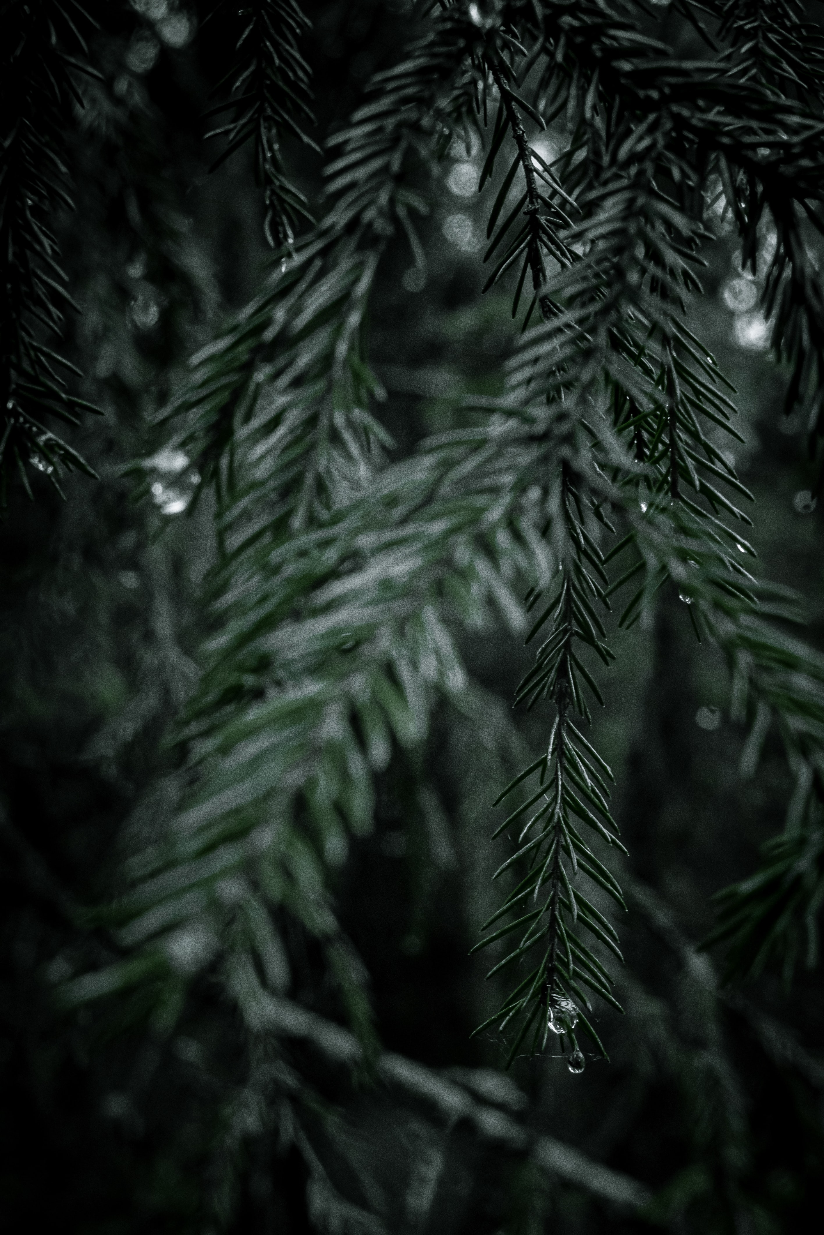 nature, needle, drops, wood, tree, branch, spruce, fir Aesthetic wallpaper