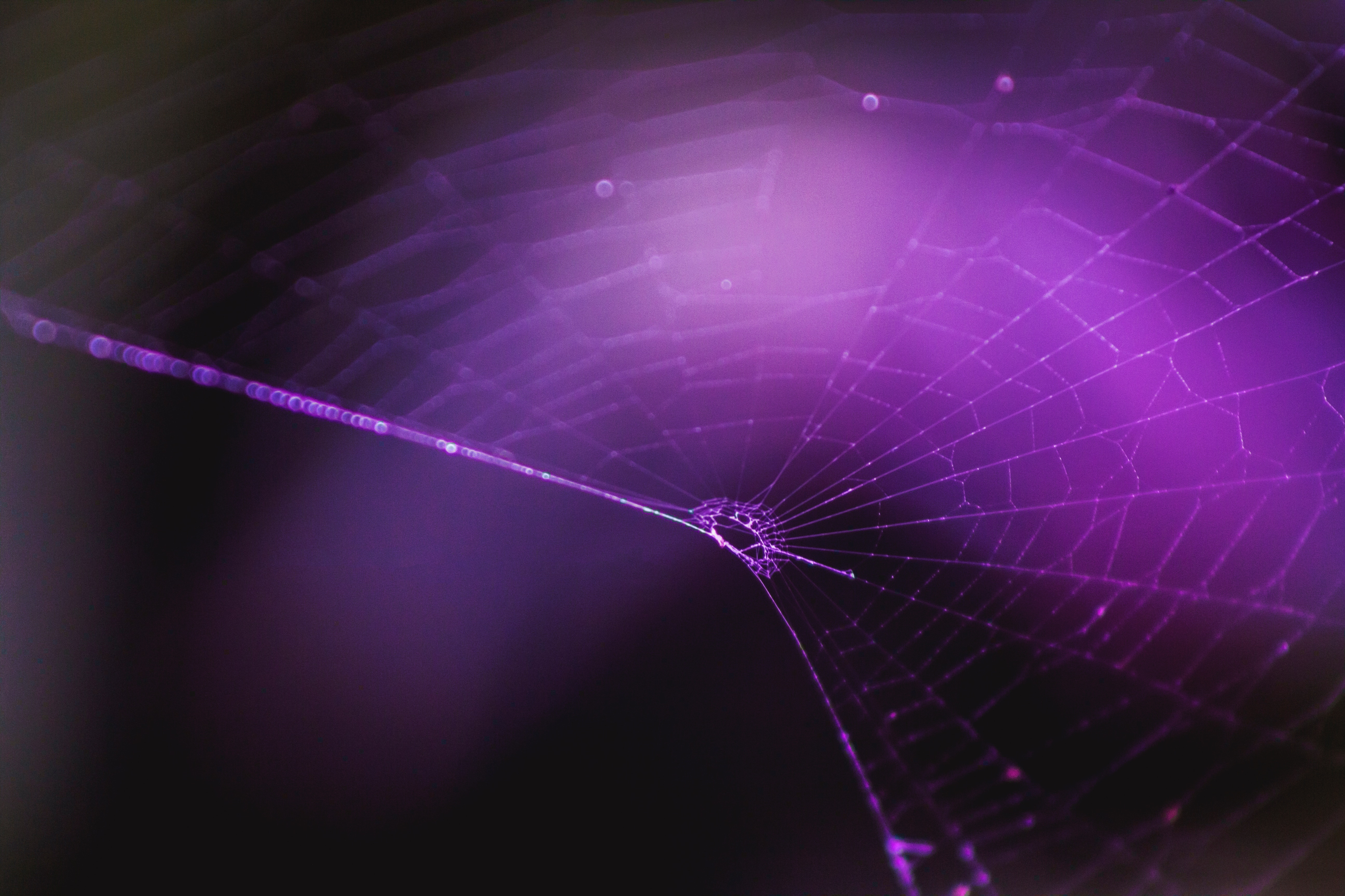 web, violet, macro, purple, weaving, braiding