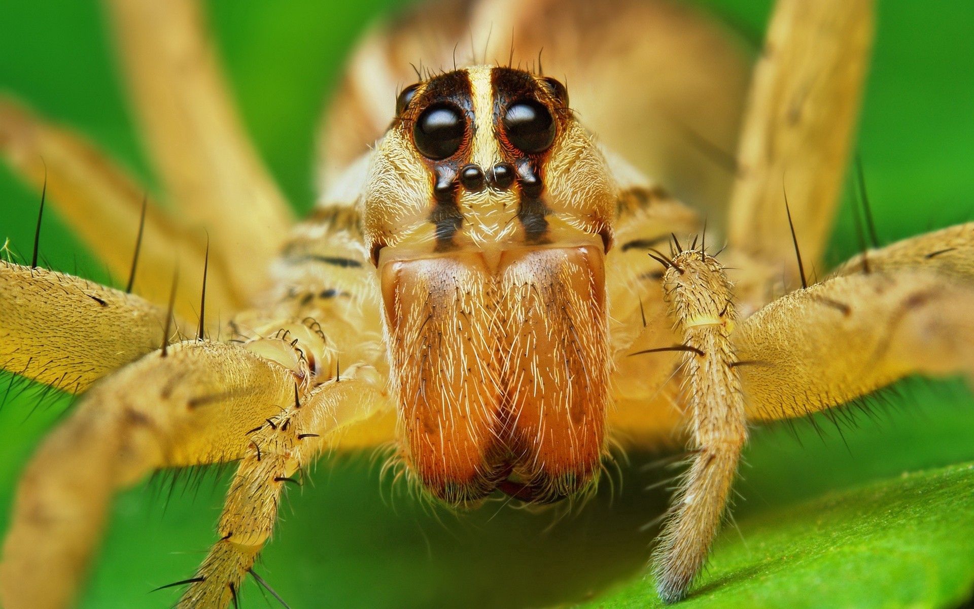 macro, eyes, insect, paws, spider, raging wolf