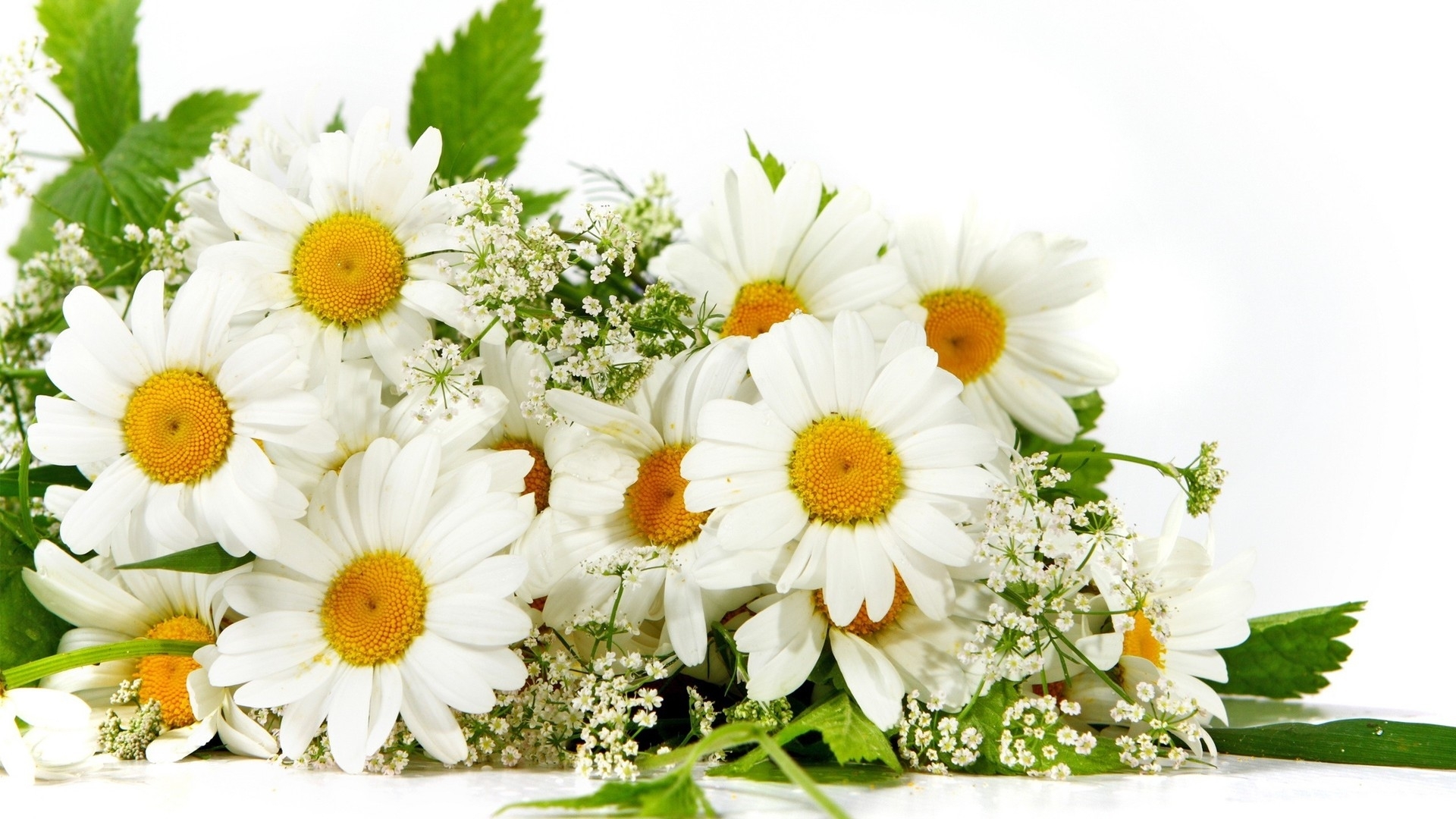Завантажити шпалери безкоштовно Квіти, Рослини, Ромашки картинка на робочий стіл ПК