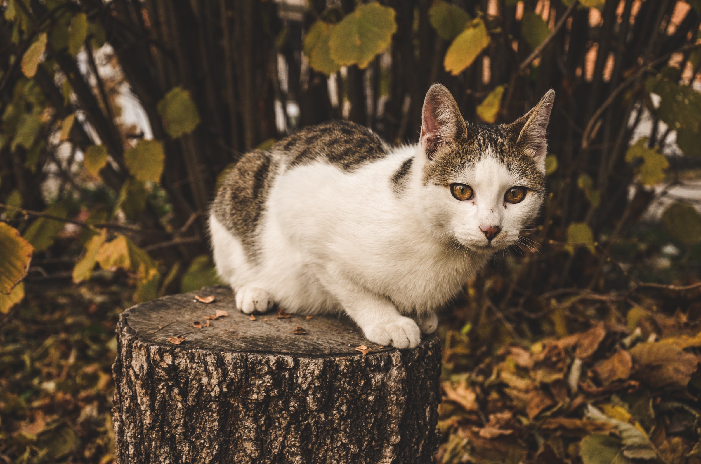 Скачать картинку Кошка, Животные, Кошки в телефон бесплатно.