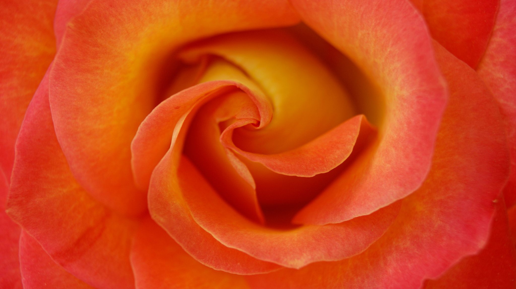 Download mobile wallpaper Flowers, Flower, Rose, Bud, Close Up, Earth, Orange Flower for free.