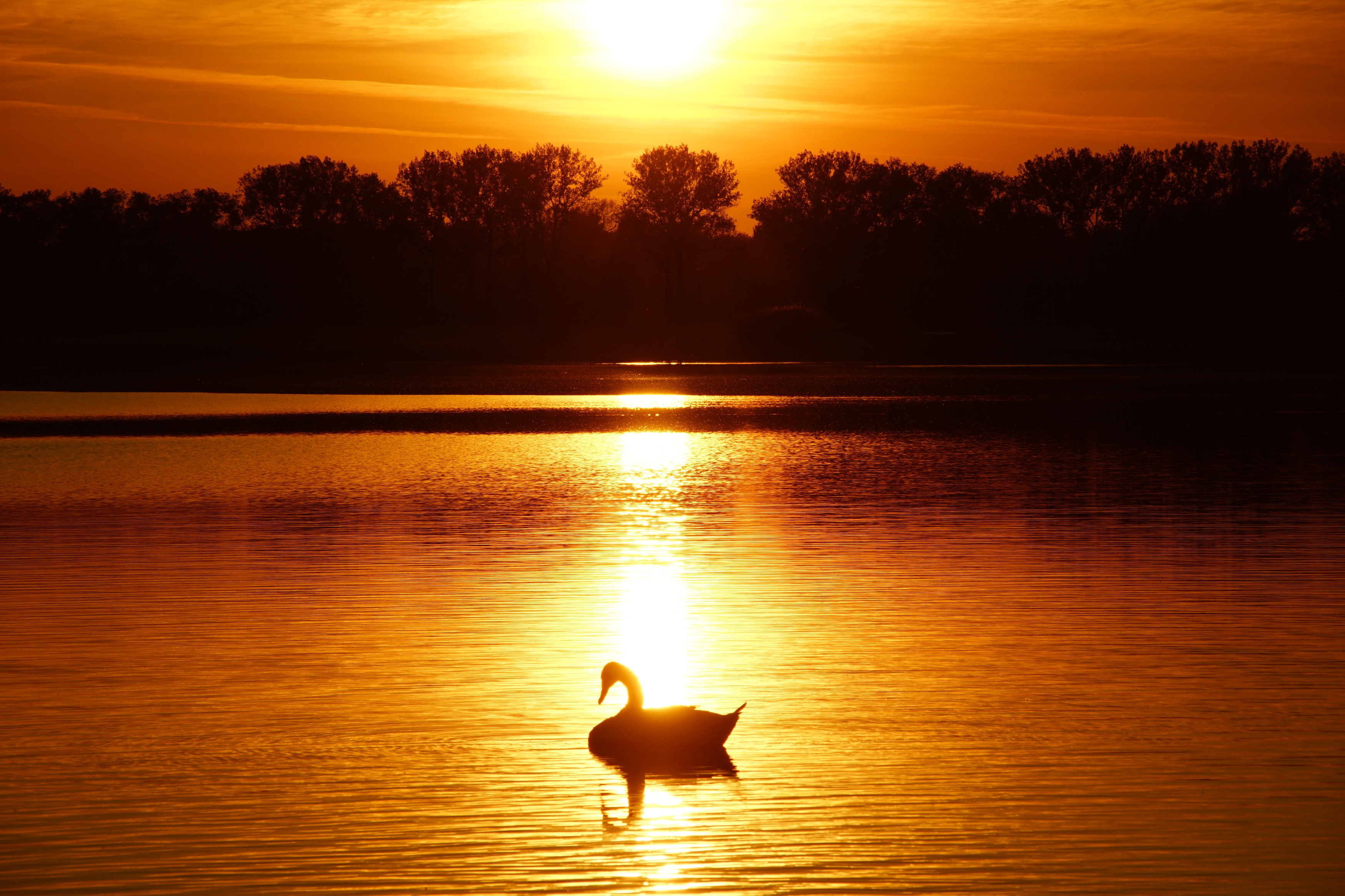 Download mobile wallpaper Trees, Swan, Horizon, Pond, Sunset, Nature for free.