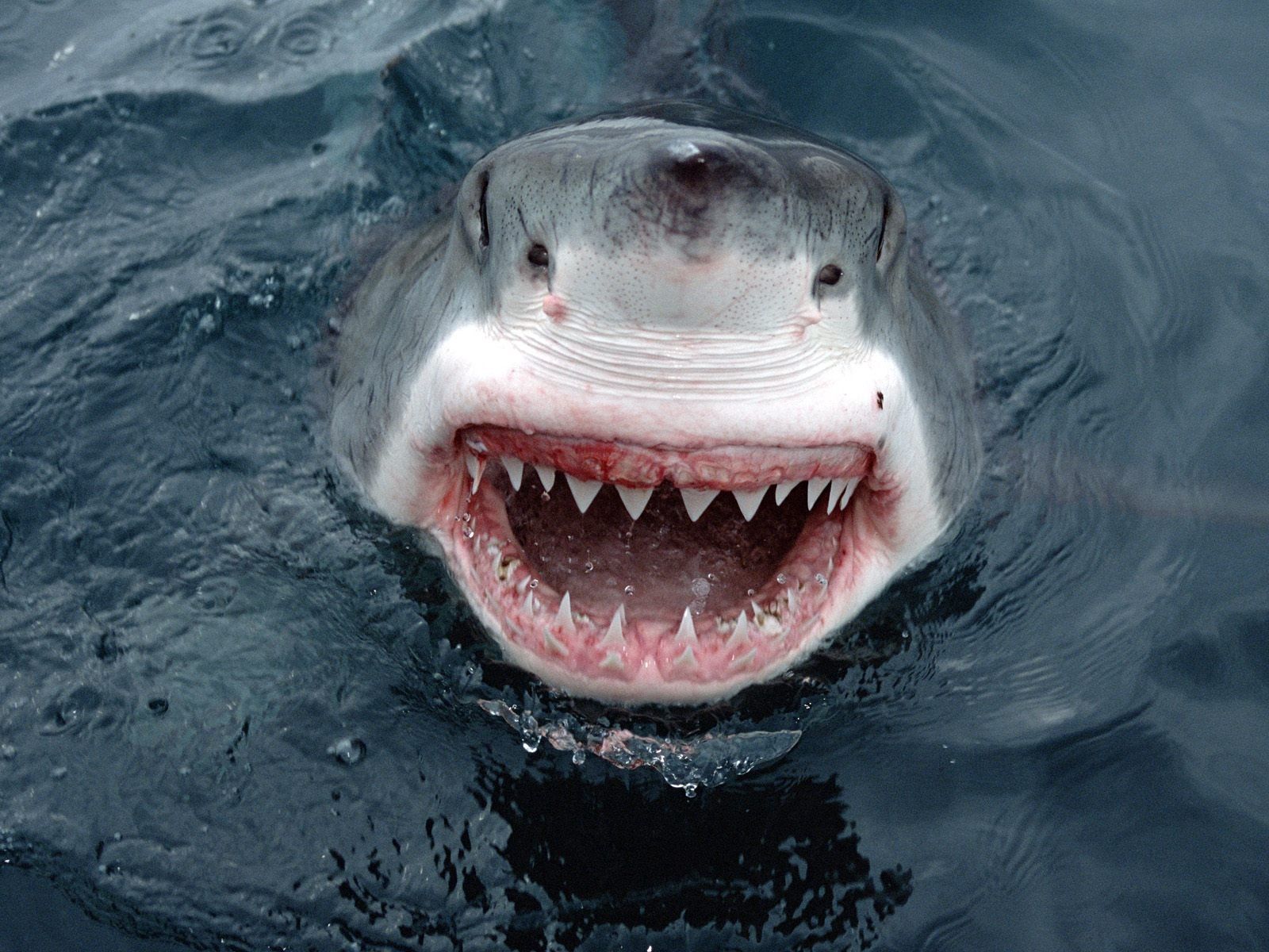 153860 télécharger le fond d'écran requin, colère, animaux, sourire, museau, muselière, dents, dent - économiseurs d'écran et images gratuitement