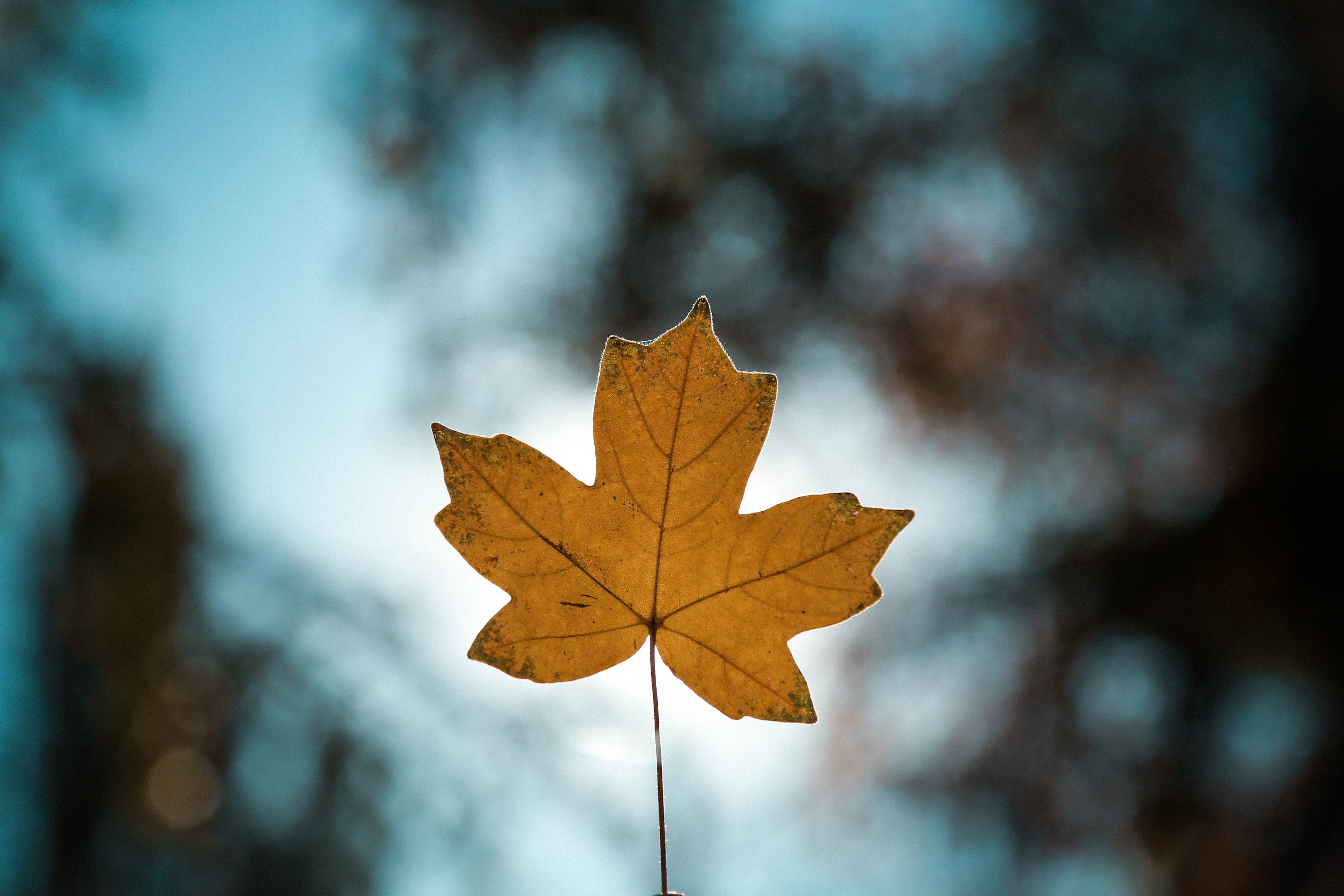 smooth, macro, autumn, blur, close up, sheet, leaf, maple