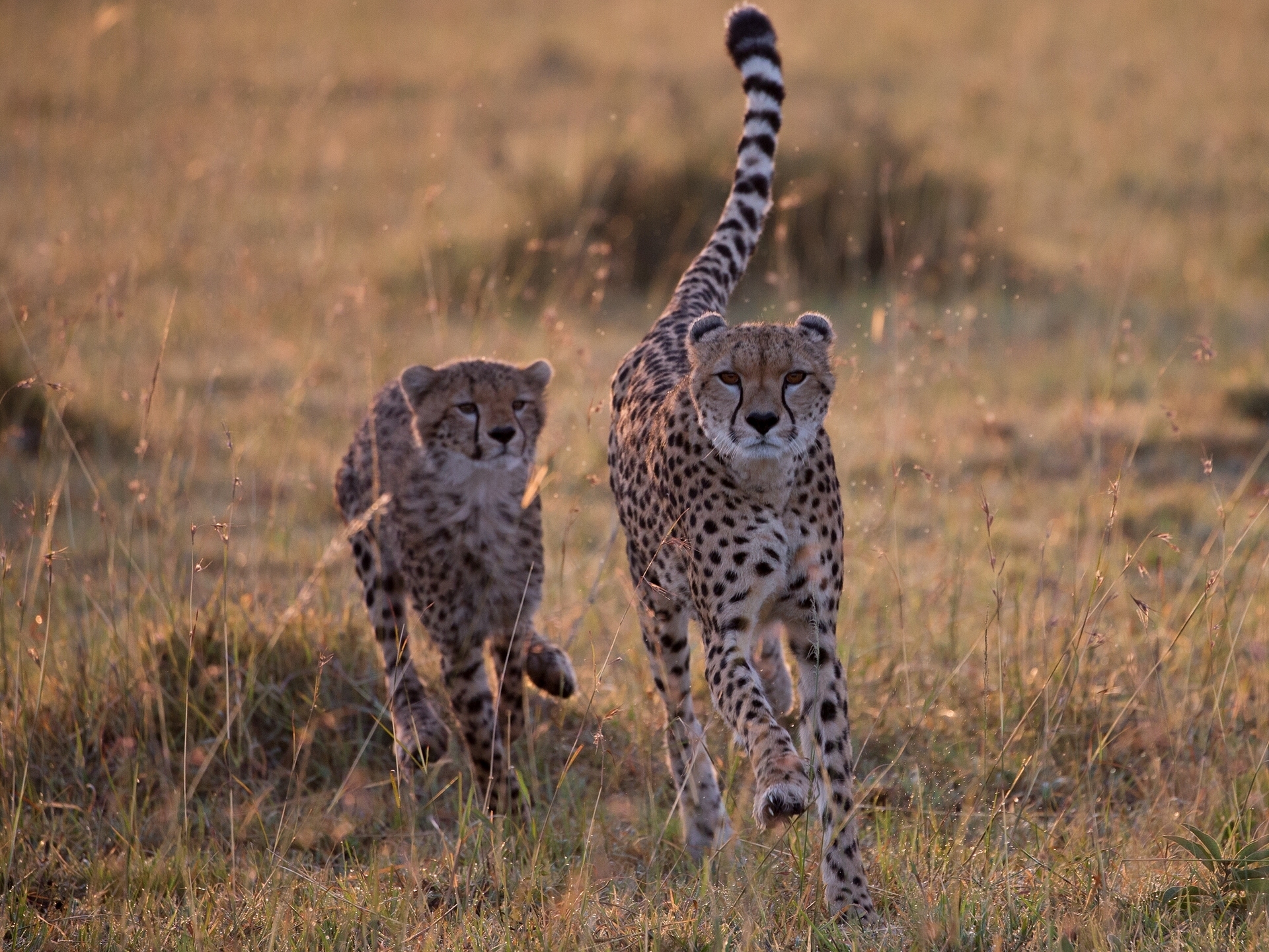 Download mobile wallpaper Cats, Cheetah, Animal, Savannah for free.