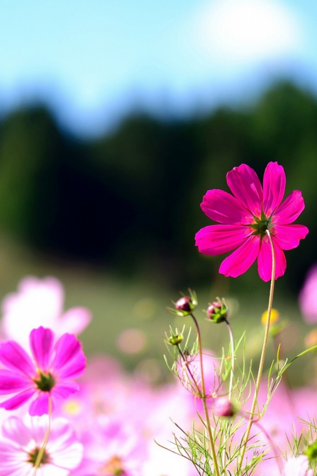 Handy-Wallpaper Natur, Blumen, Blume, Erde/natur kostenlos herunterladen.