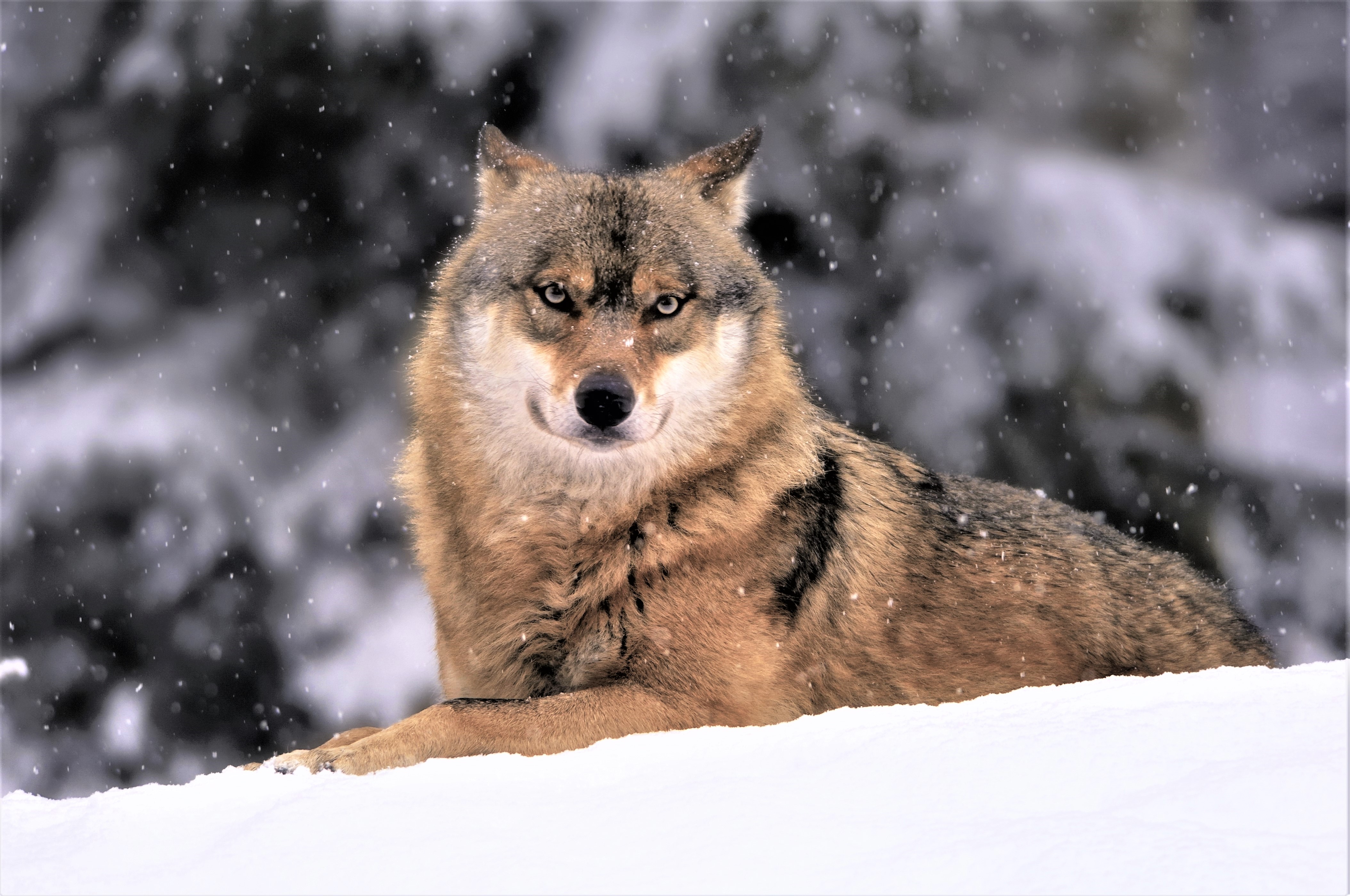Wallpaper Full HD winter, animal, wolf, muzzle, snow, snowfall, wolves