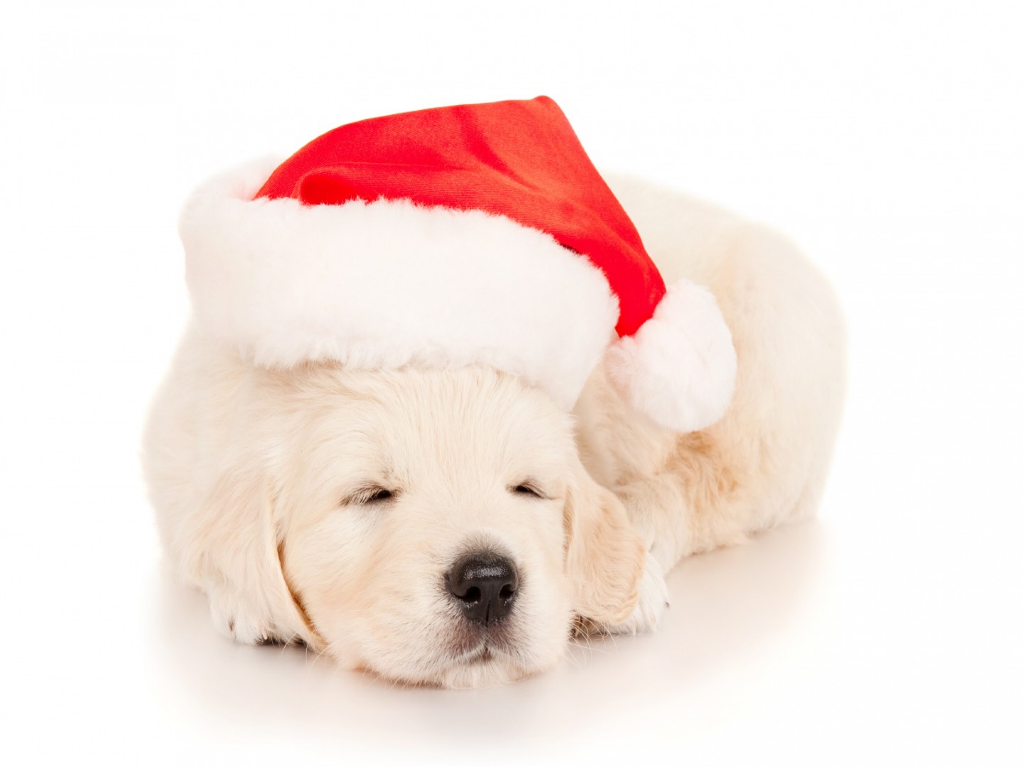Handy-Wallpaper Tiere, Hunde, Weihnachten, Süß, Welpen, Schlafen, Labrador Retriever, Weihnachtsmütze kostenlos herunterladen.