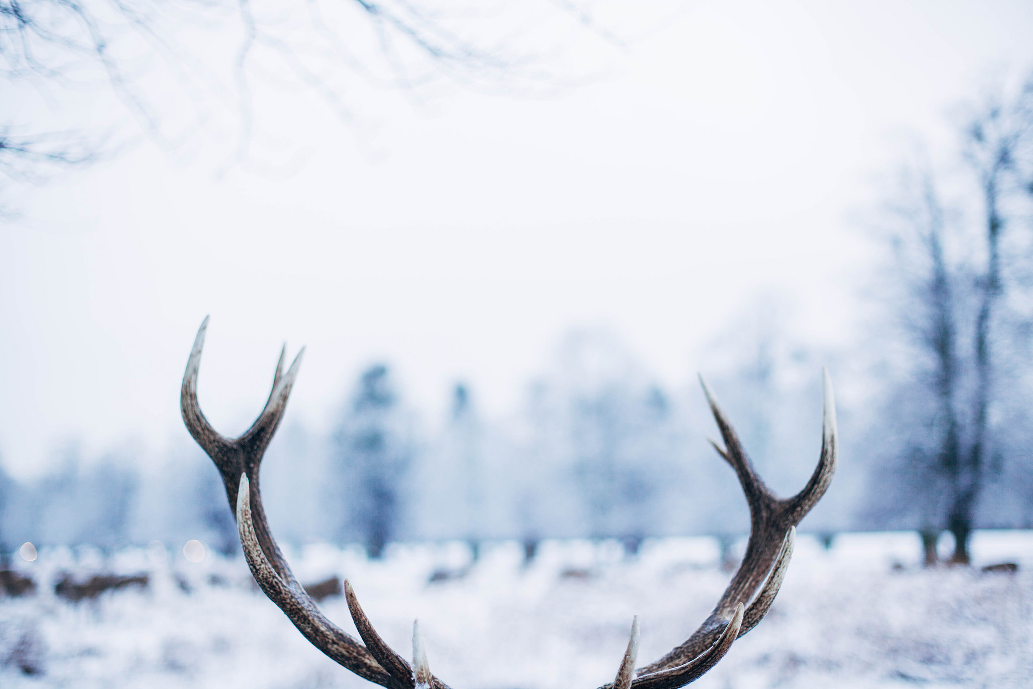 Download mobile wallpaper Winter, Snow, Photography, Reindeer, Antler for free.