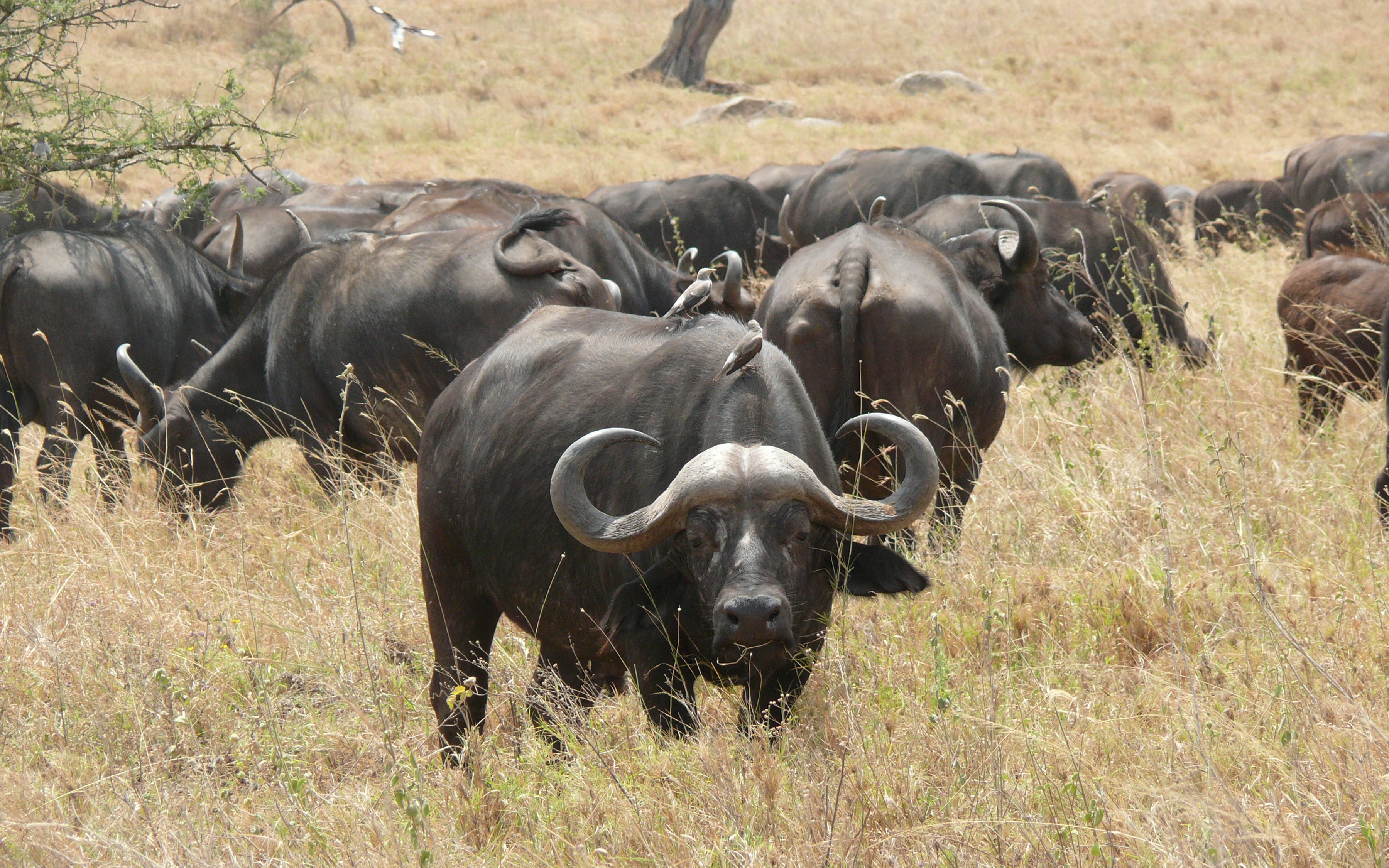 595675 descargar imagen animales, búfalo africano: fondos de pantalla y protectores de pantalla gratis