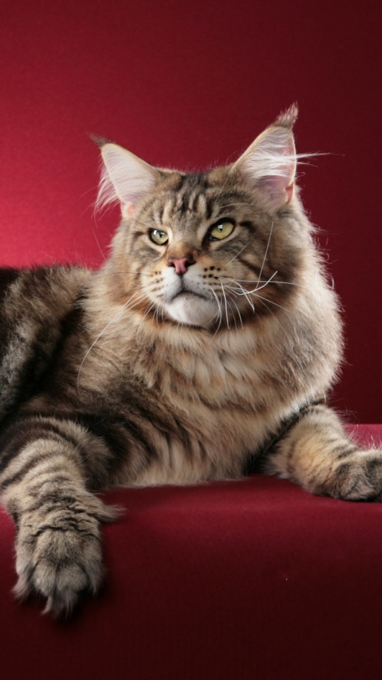 Download mobile wallpaper Cats, Animal, Maine Coon for free.