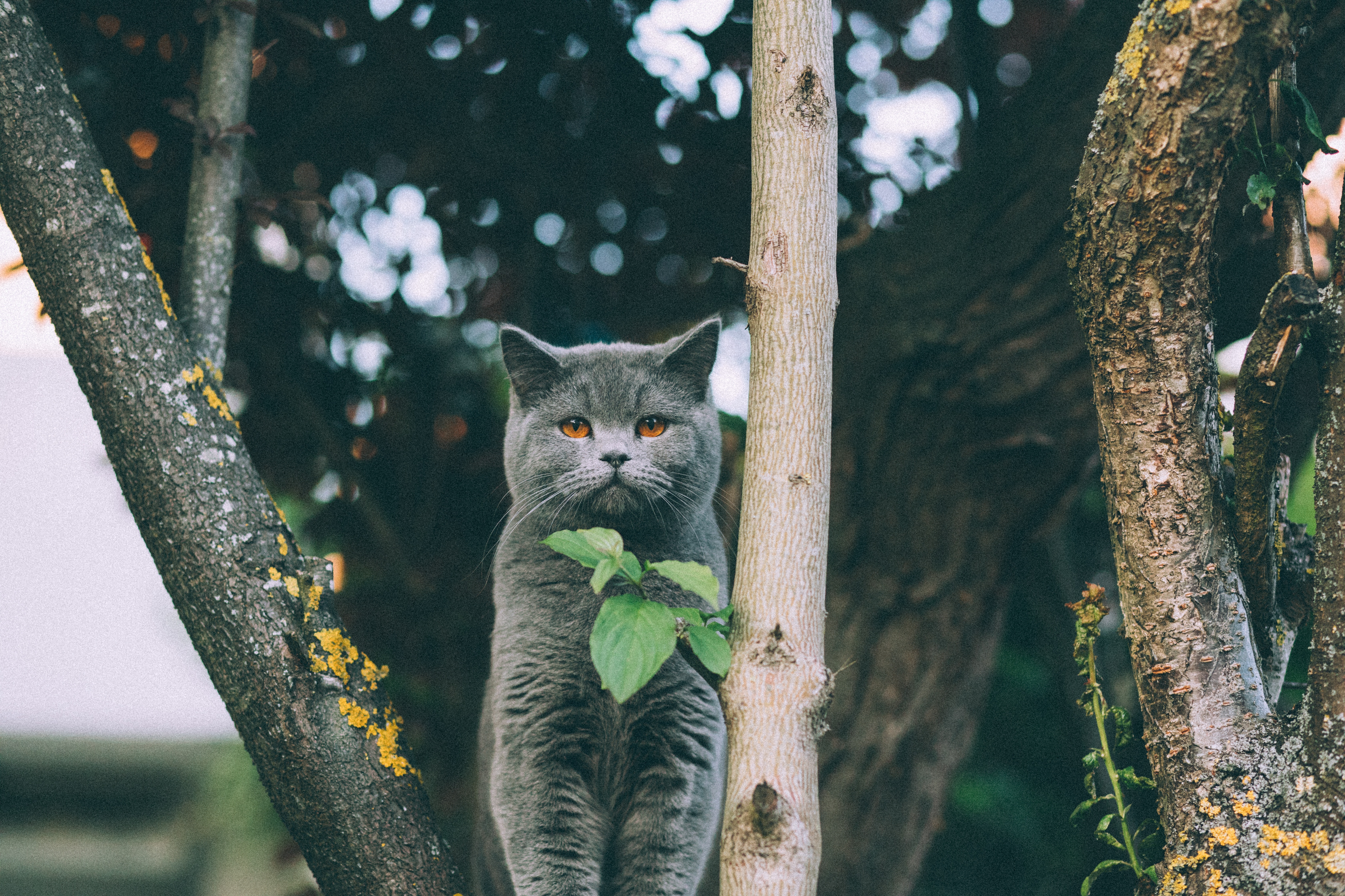 Téléchargez gratuitement l'image Animaux, Chats, Chat sur le bureau de votre PC