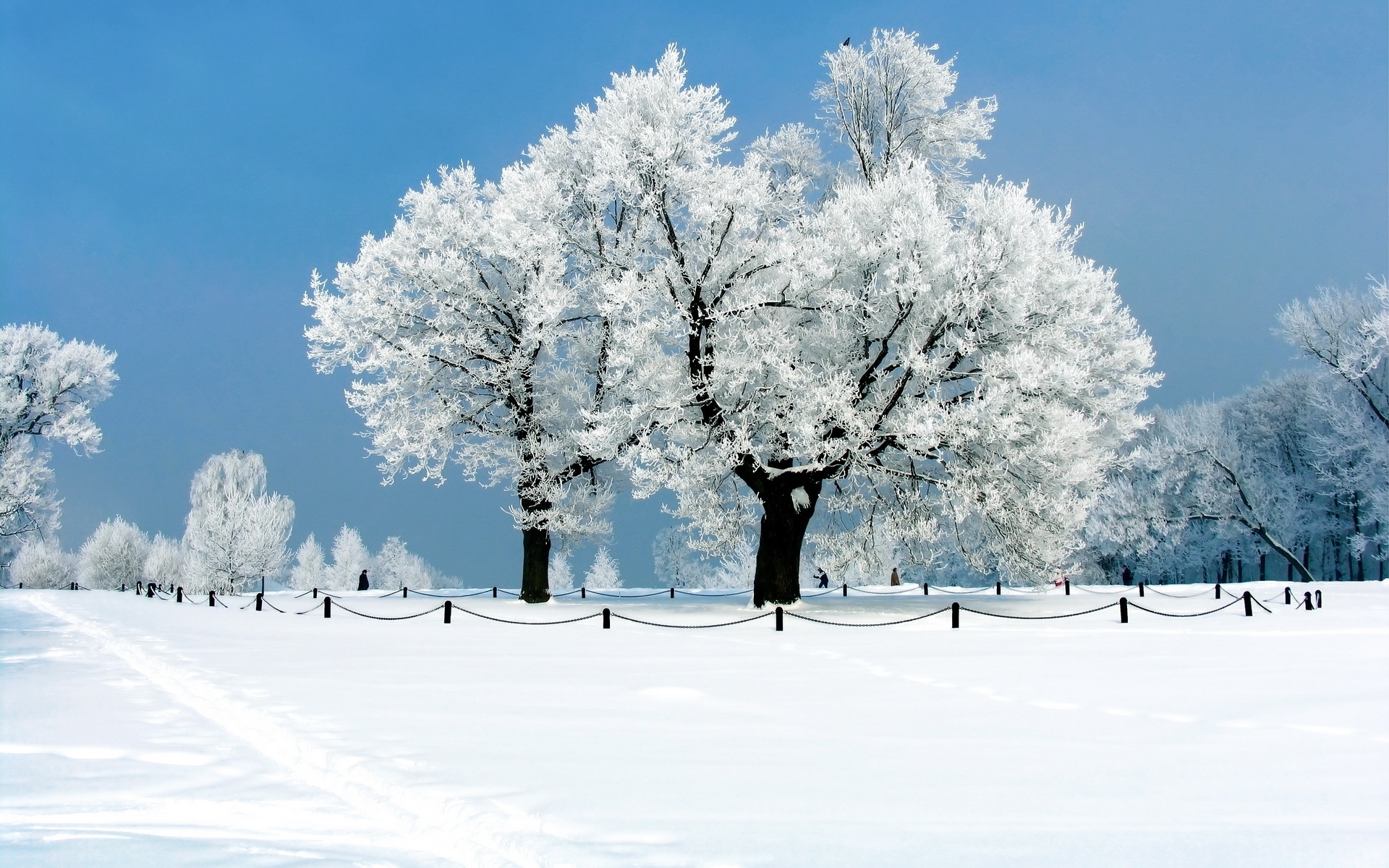 Laden Sie das Bäume, Landschaft, Winter-Bild kostenlos auf Ihren PC-Desktop herunter