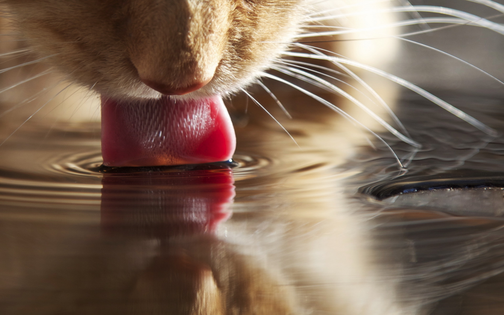 Baixe gratuitamente a imagem Gato, Gatos, Animais na área de trabalho do seu PC