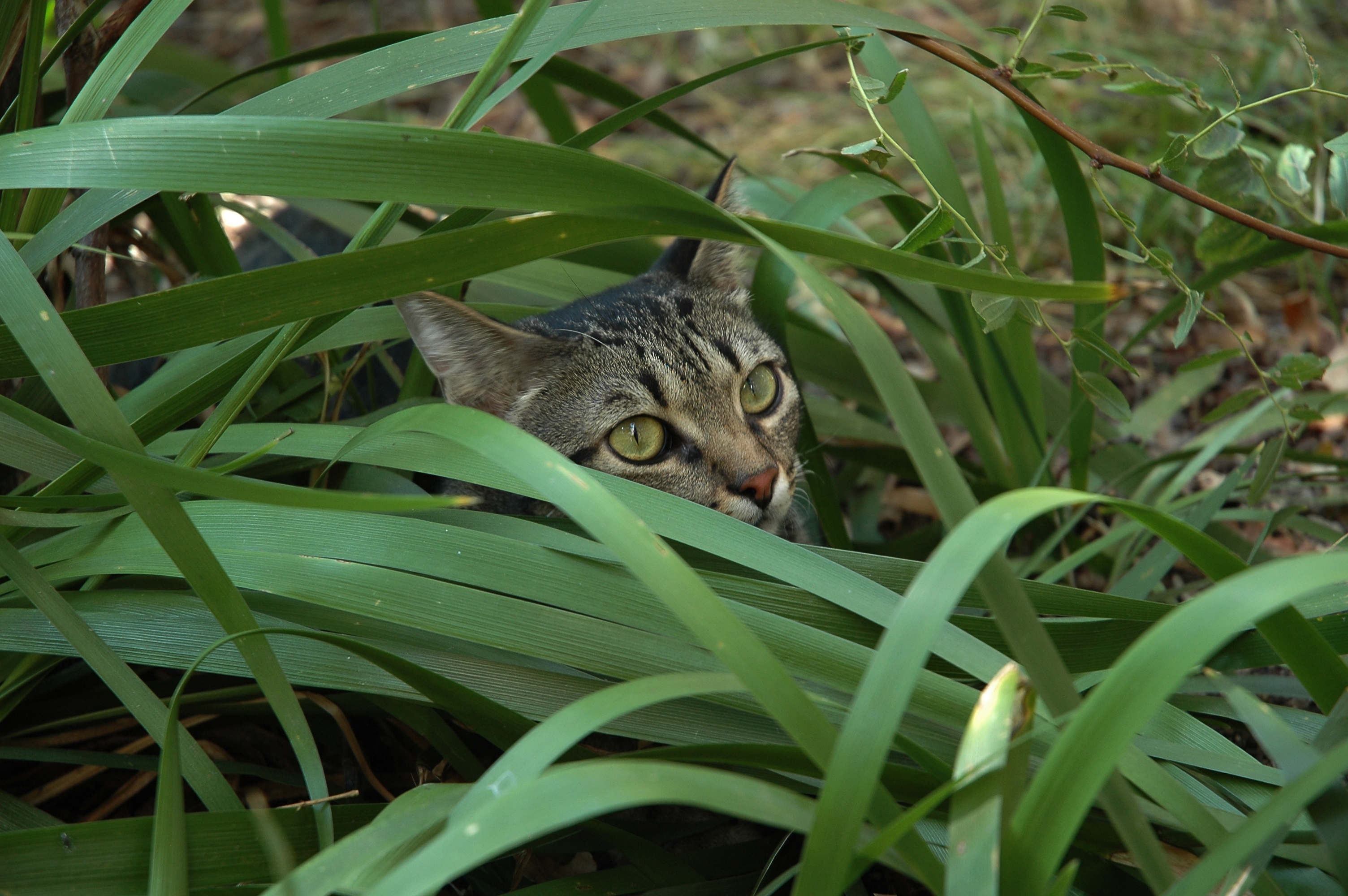 Descarga gratuita de fondo de pantalla para móvil de Animales, Gato.