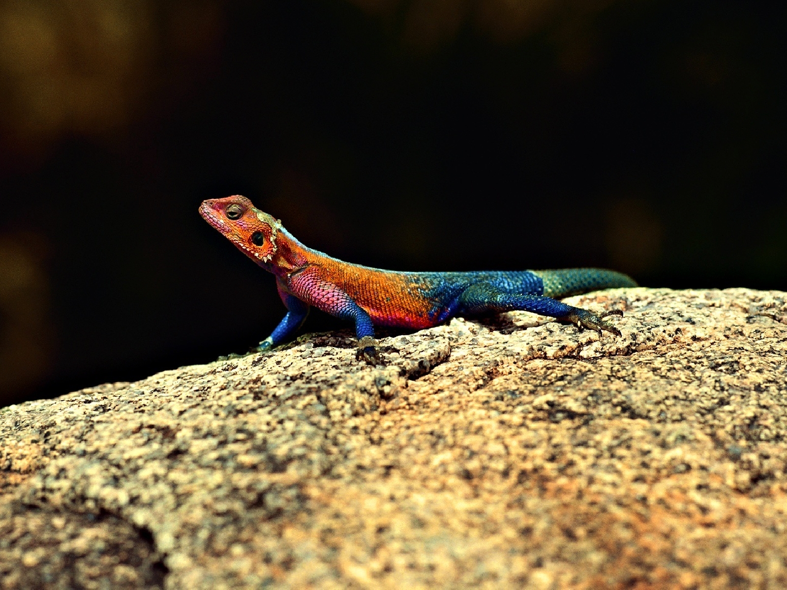 Download mobile wallpaper Animal, Lizard for free.