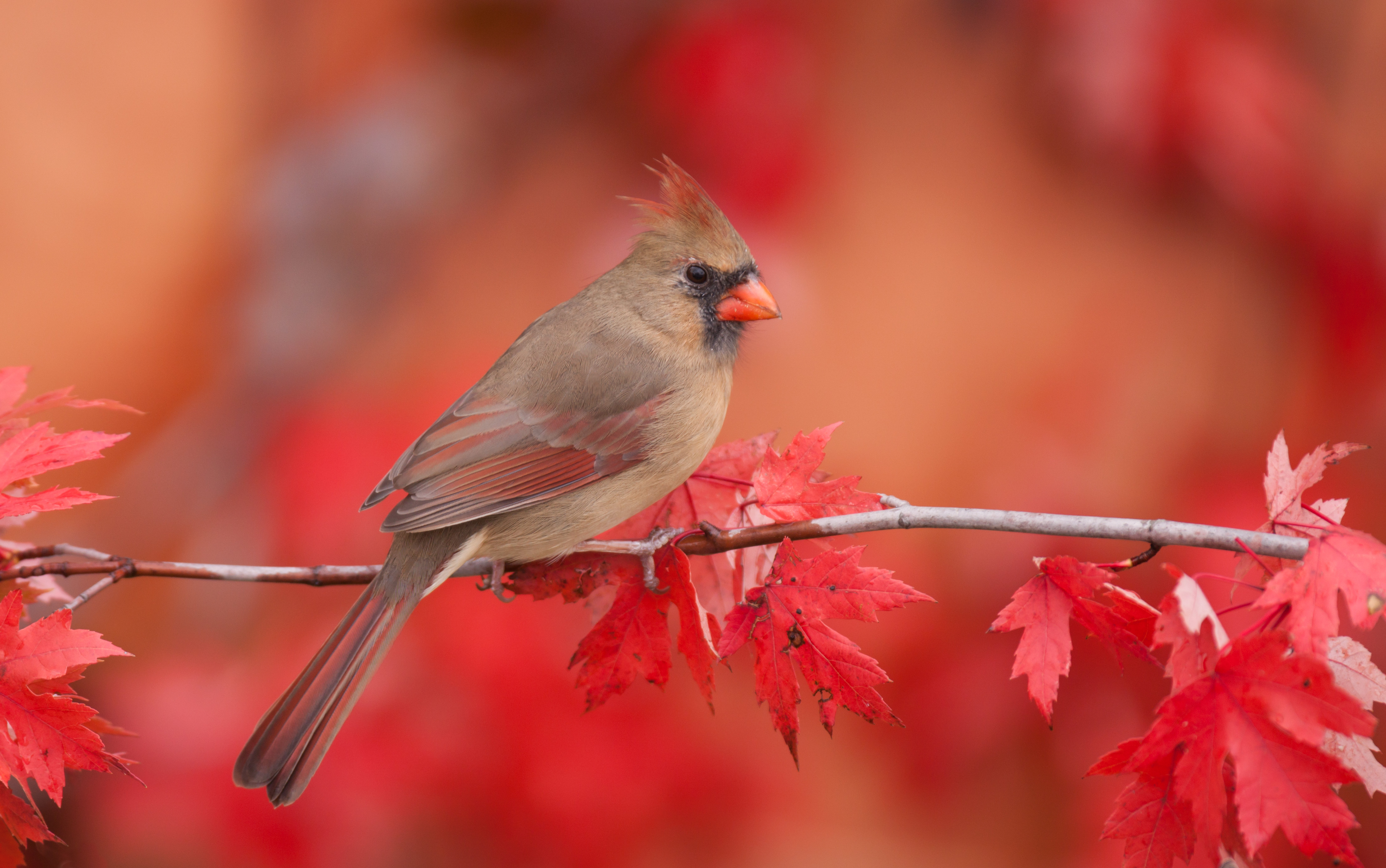 396451 скачать обои северный кардинал, животные, птицы, кардиналовые, осень, листва - заставки и картинки бесплатно