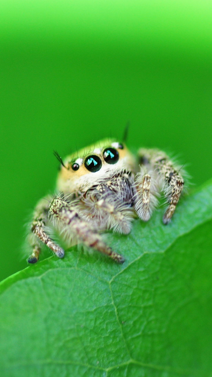 Download mobile wallpaper Spiders, Animal, Spider, Jumping Spider for free.