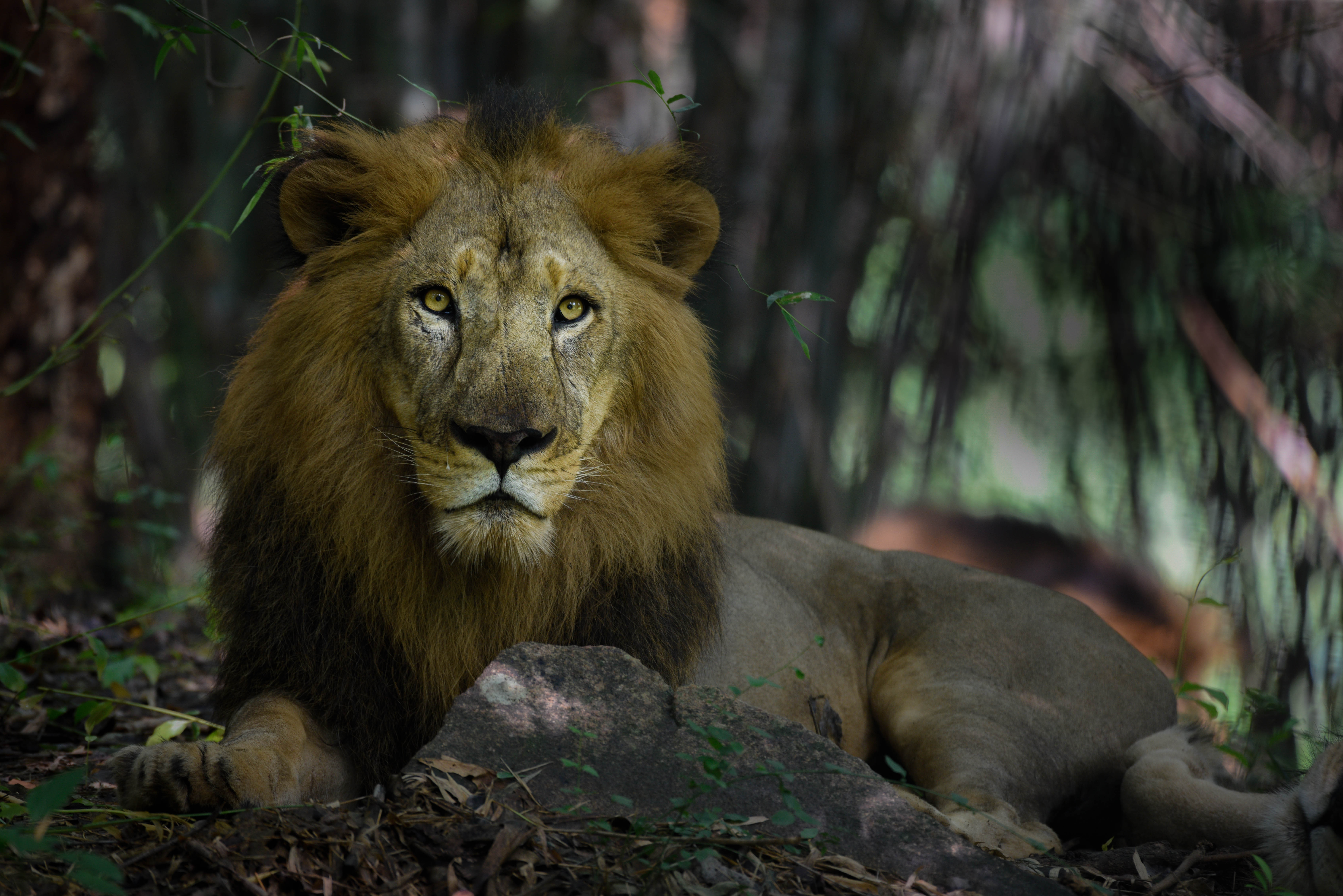 94898 descargar fondo de pantalla animales, un leon, león, depredador, gato grande, melena, rey de las bestias: protectores de pantalla e imágenes gratis