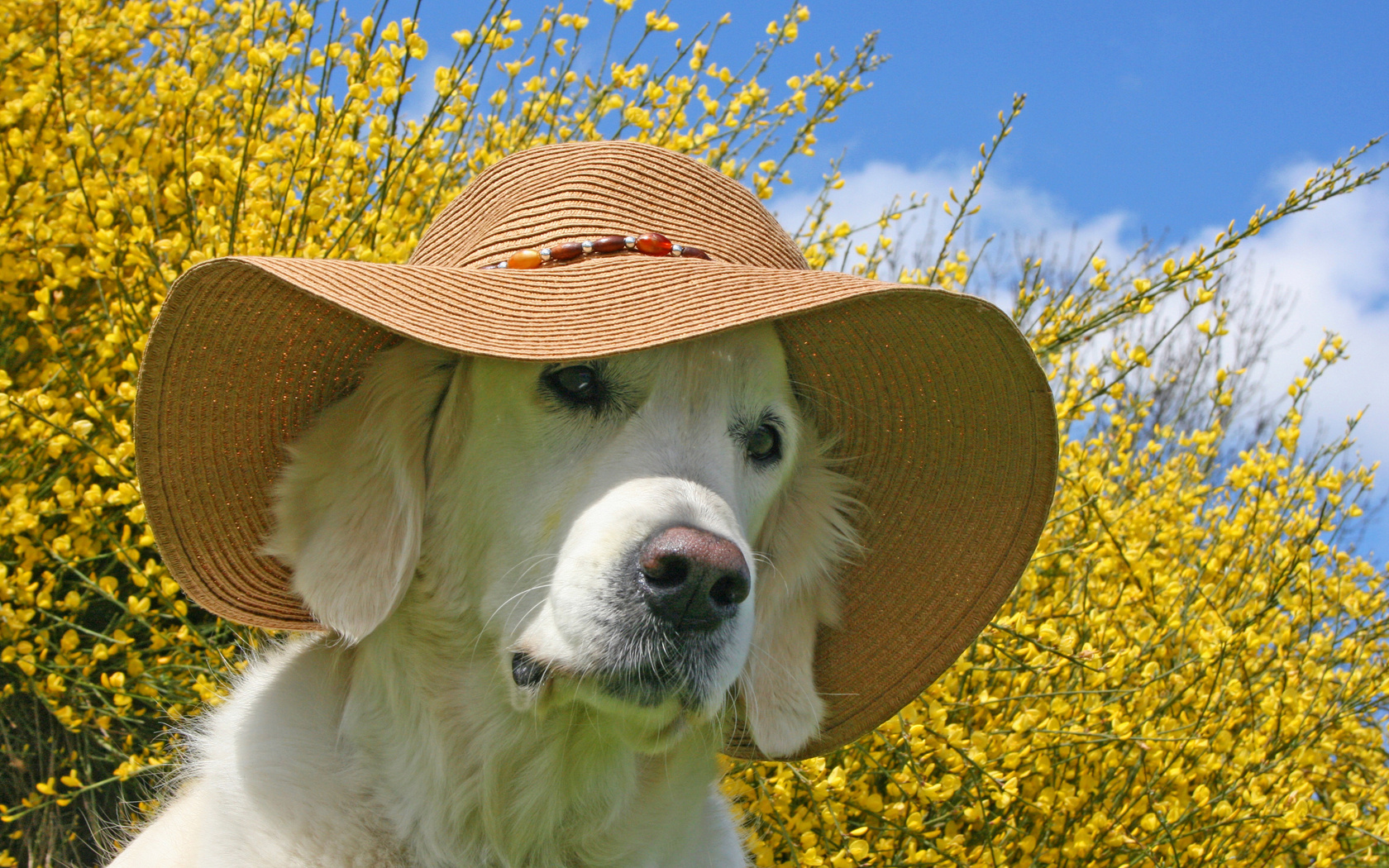 Descarga gratuita de fondo de pantalla para móvil de Animales, Perro Perdiguero De Oro.