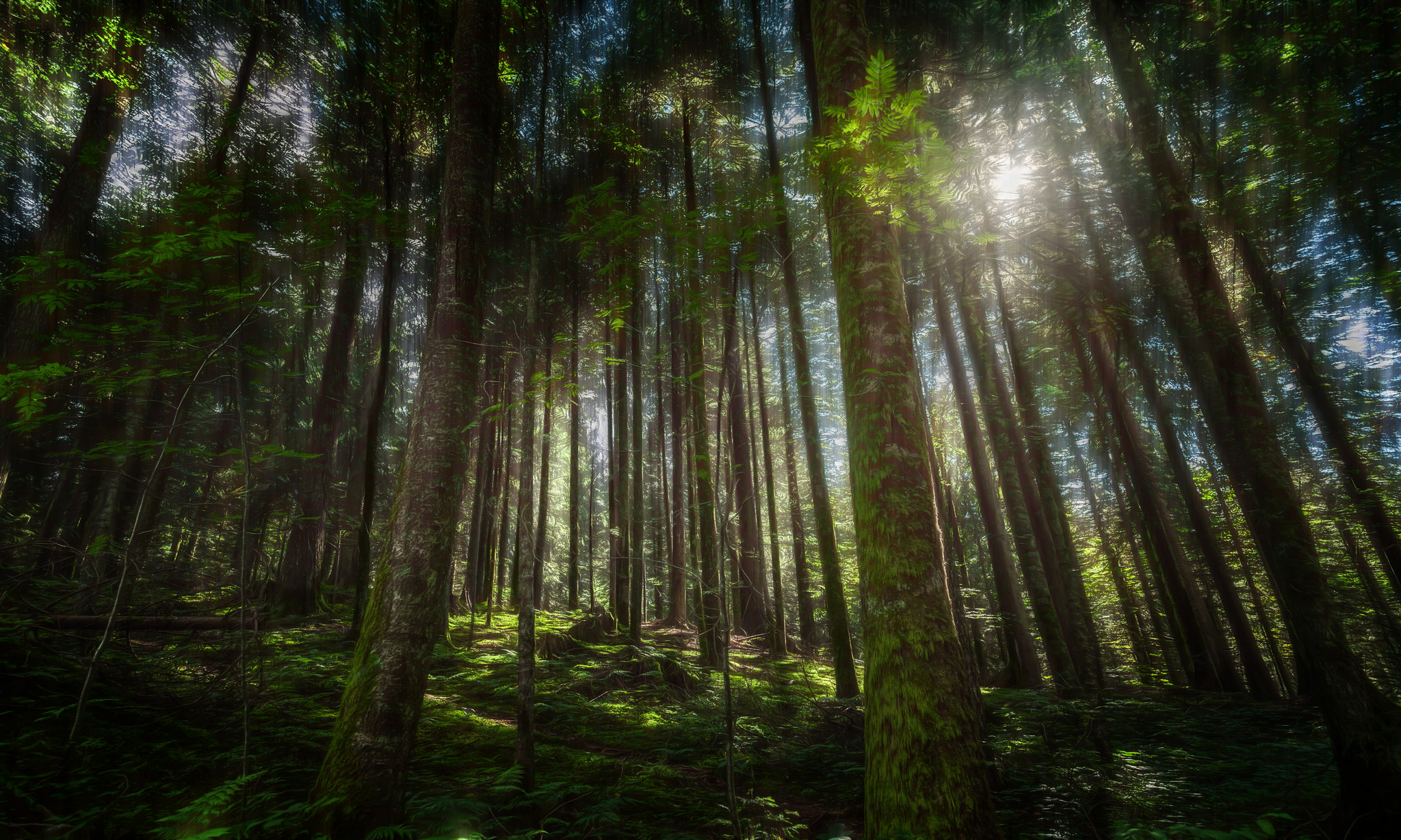 Descarga gratuita de fondo de pantalla para móvil de Naturaleza, Bosque, Árbol, Soleado, Tierra/naturaleza.