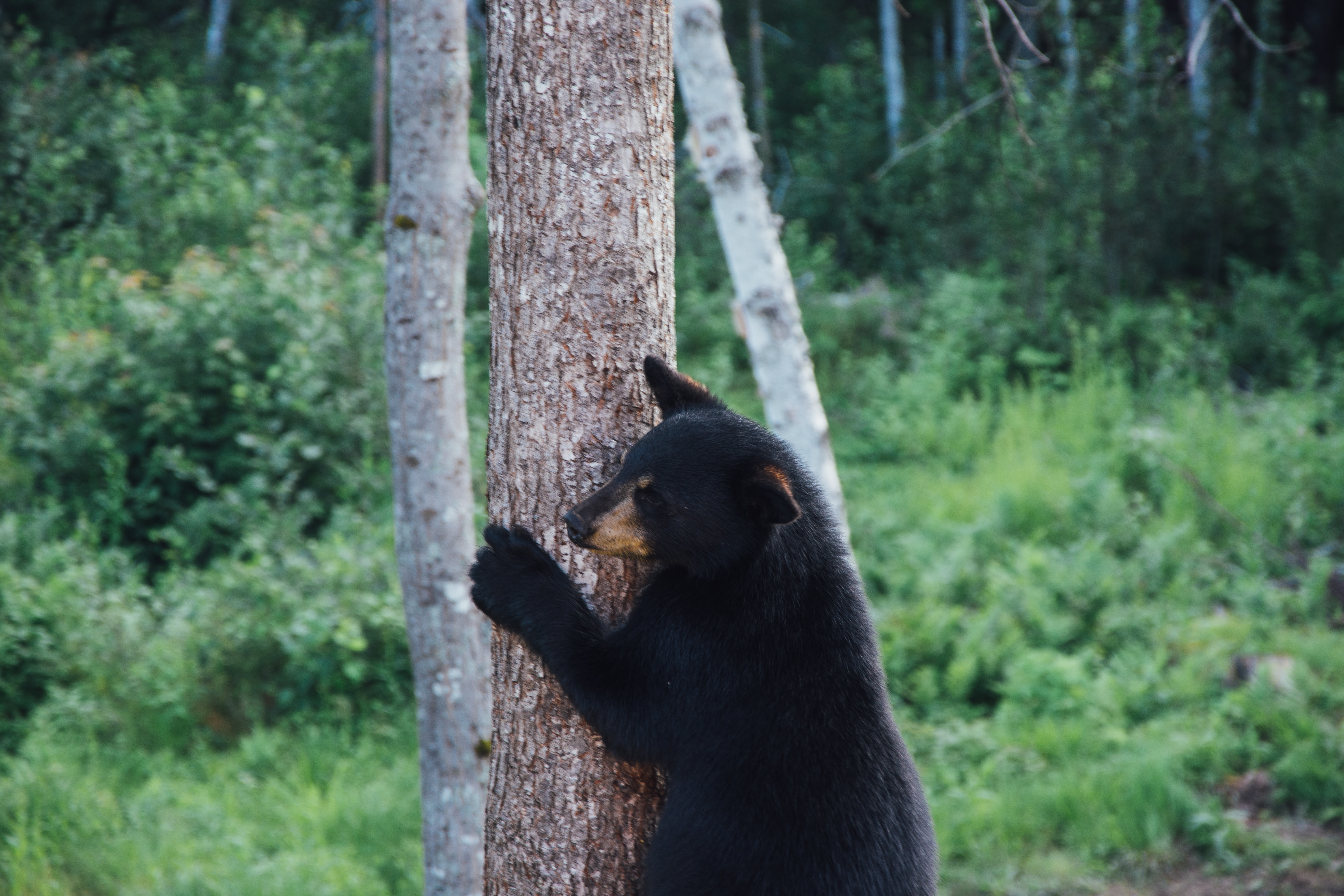PCデスクトップに動物, 木, 木材, 熊, プレデター, くま, 捕食者画像を無料でダウンロード