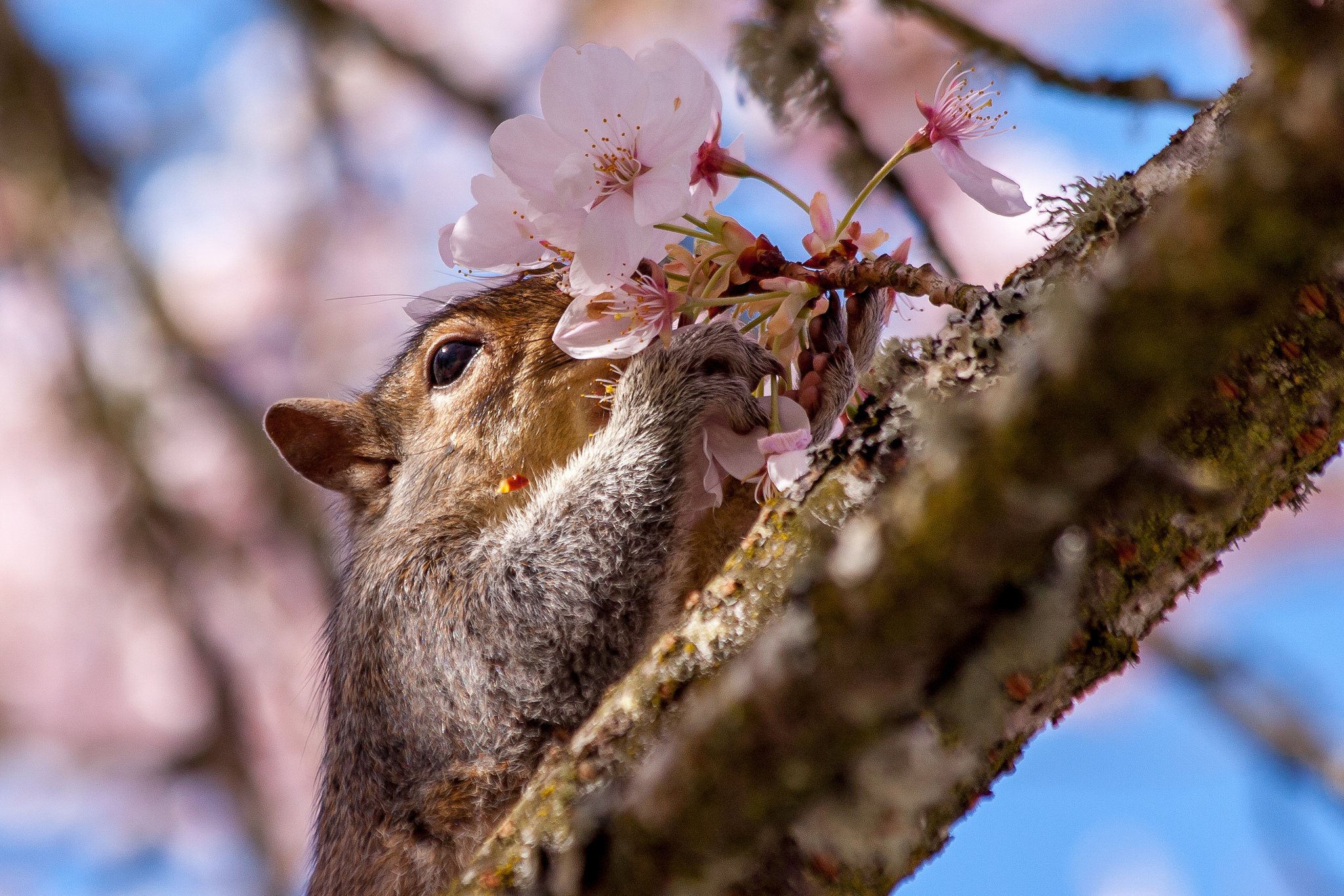 Download mobile wallpaper Squirrel, Flower, Animal, Rodent, Blossom, Pink Flower for free.