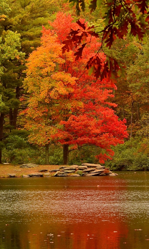 Скачать картинку Озеро, Лес, Красный, Дерево, Падать, Земля/природа, Оранжевый Цвет) в телефон бесплатно.