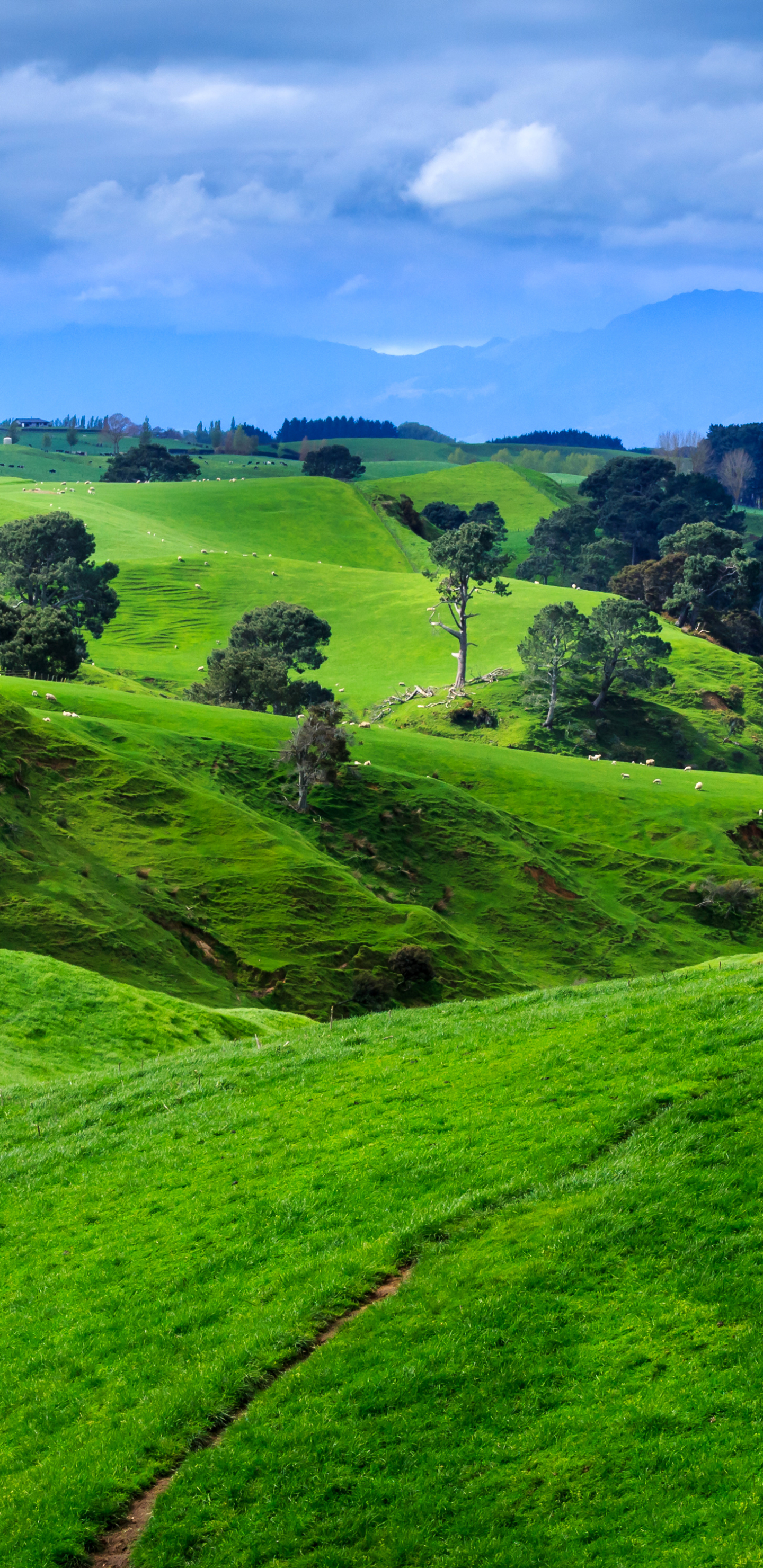 Скачать картинку Пейзаж, Природа, Трава, Новая Зеландия, Холм, Земля/природа в телефон бесплатно.