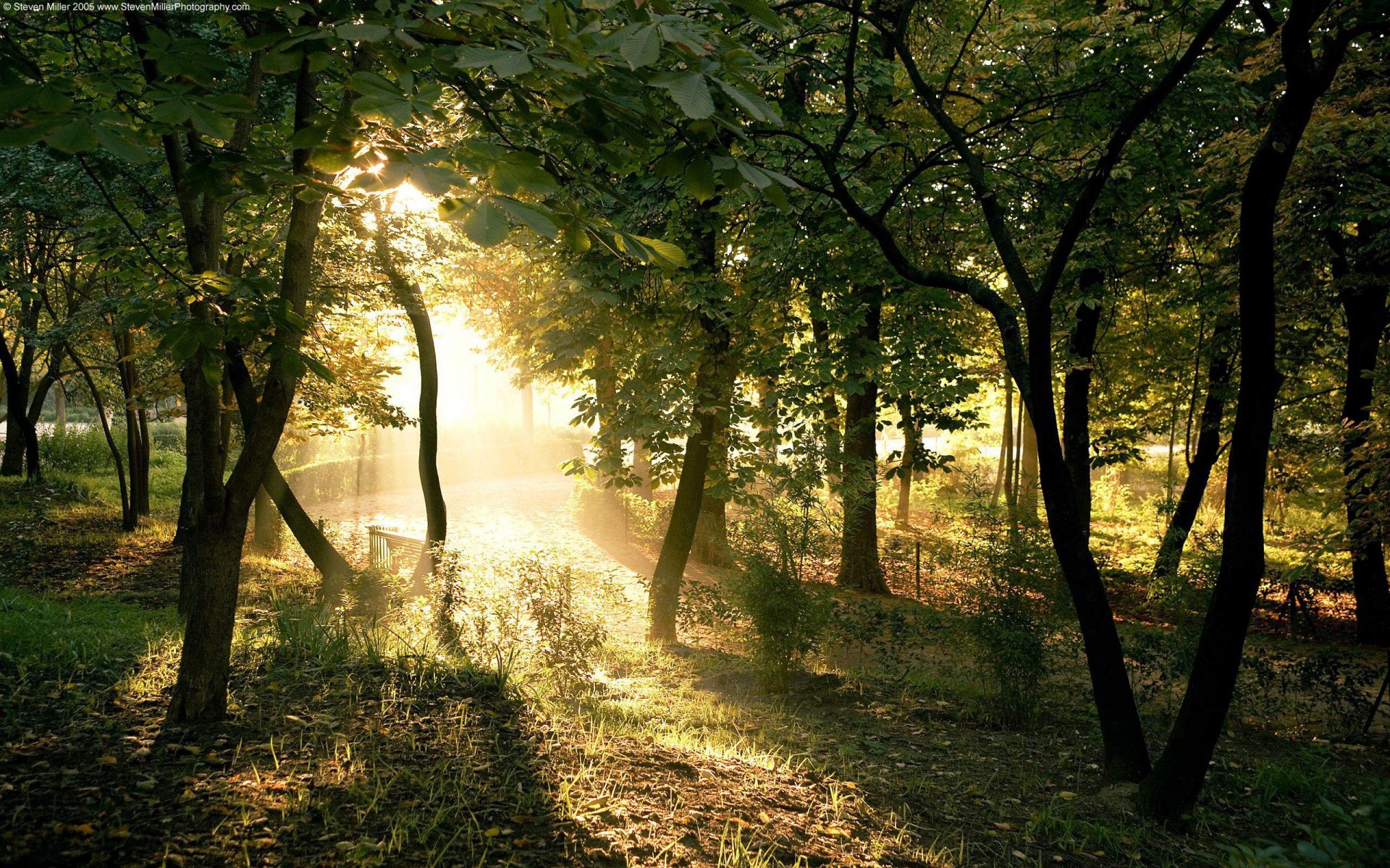 Baixar papel de parede para celular de Árvore, Terra/natureza gratuito.