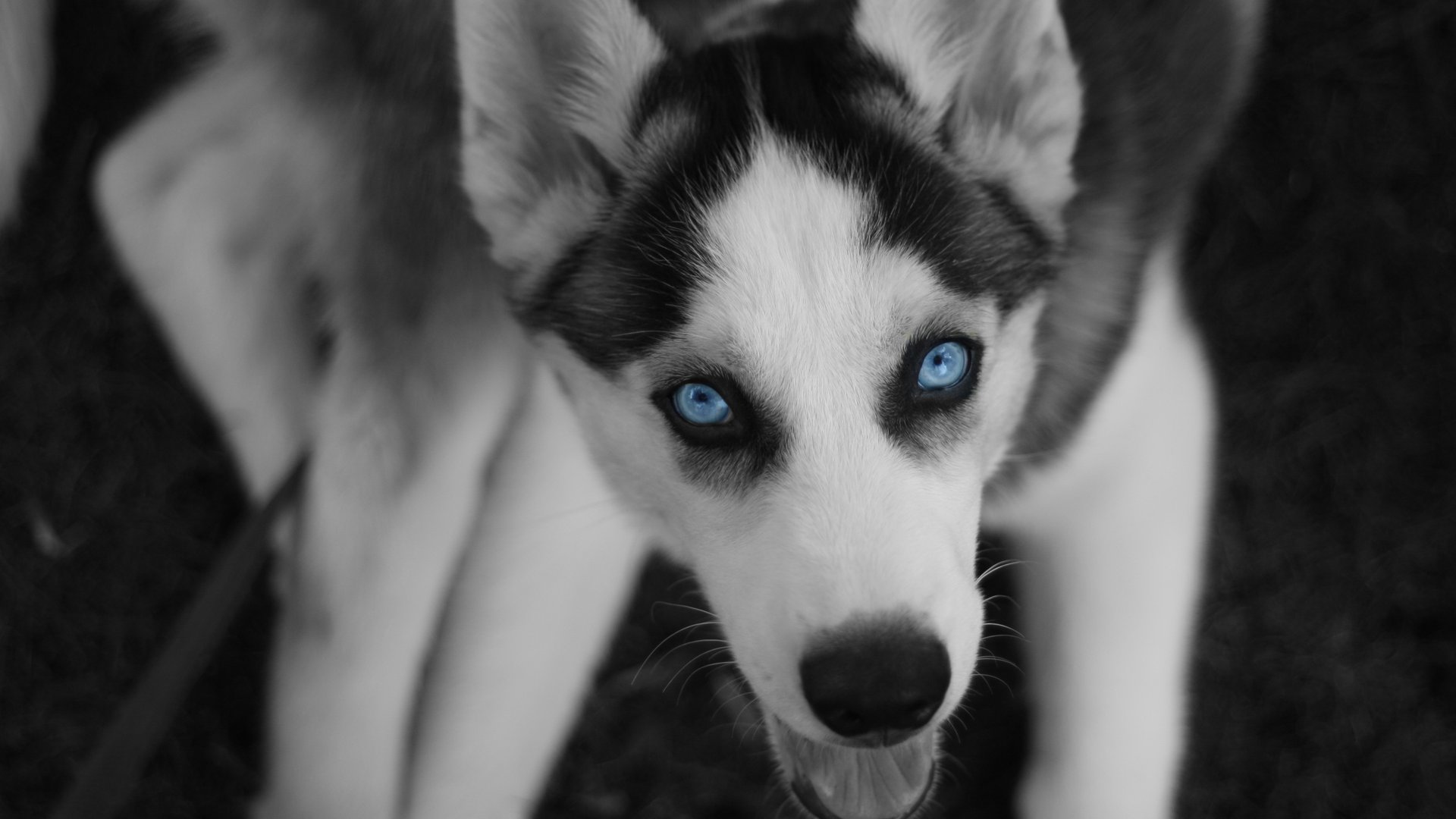 Laden Sie das Tiere, Schlittenhund-Bild kostenlos auf Ihren PC-Desktop herunter