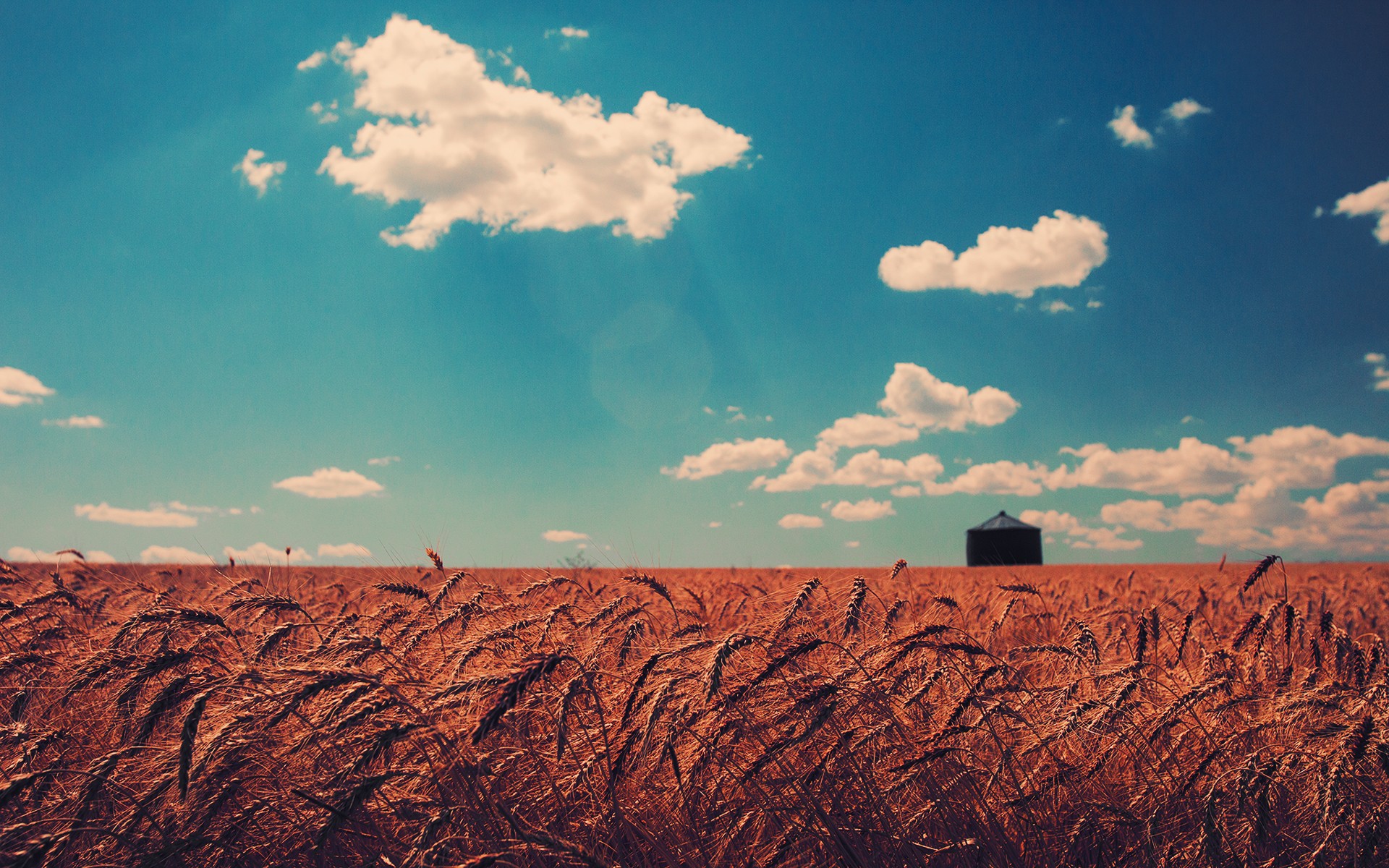 Download mobile wallpaper Nature, Sky, Wheat, Earth, Field, Cloud for free.