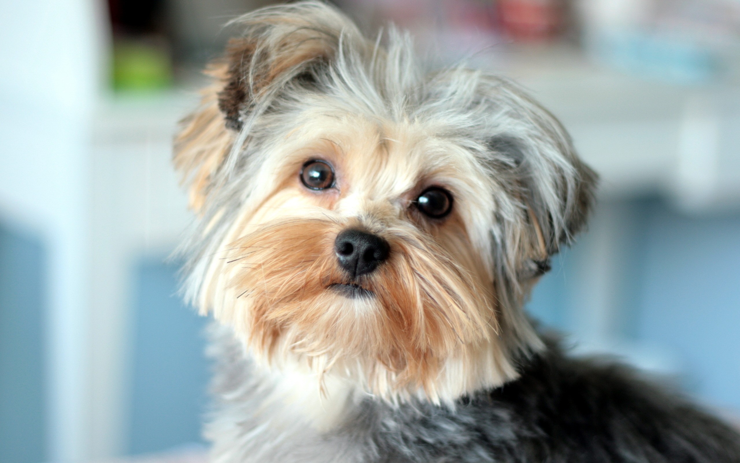 280854 télécharger l'image yorkshire terrier, animaux, chien, chiens - fonds d'écran et économiseurs d'écran gratuits