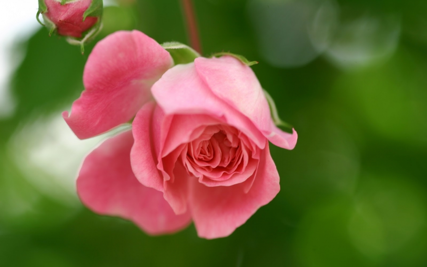 24898 baixar papel de parede rosas, plantas, flores, vermelho - protetores de tela e imagens gratuitamente