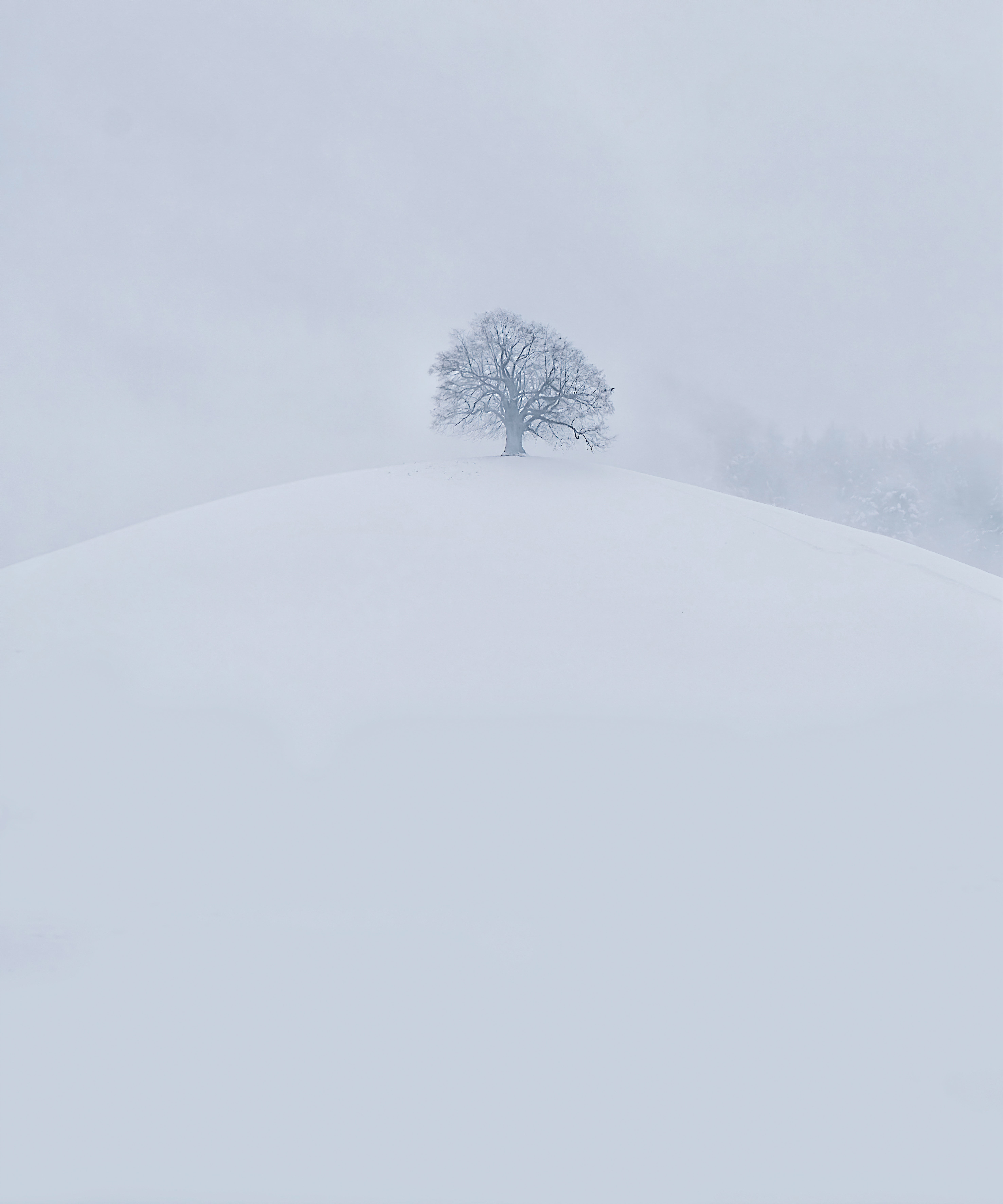 Скачать картинку Холм, Дерево, Белый, Снег, Природа, Зима в телефон бесплатно.