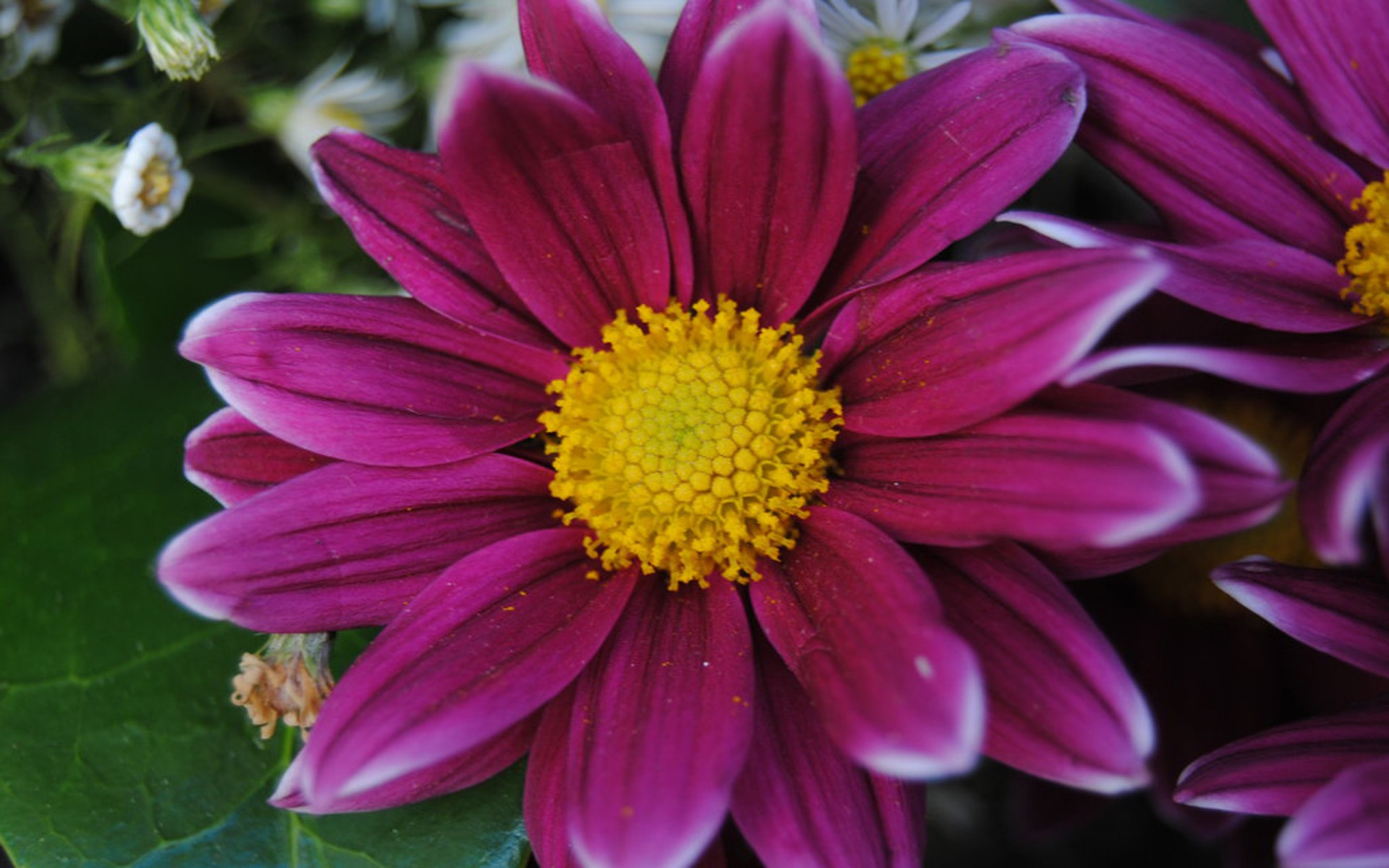 Download mobile wallpaper Flowers, Flower, Earth, Daisy, Purple Flower for free.