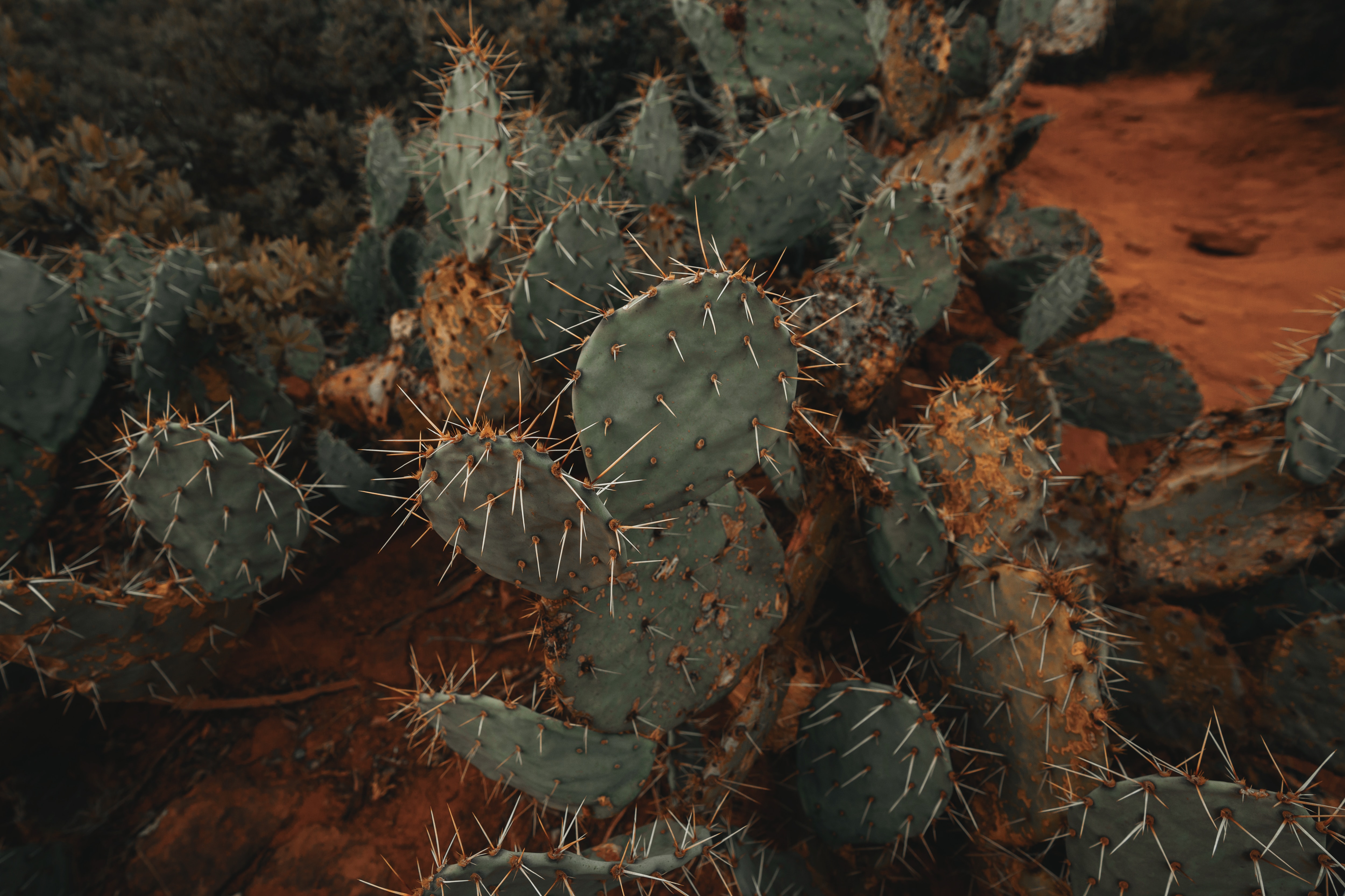 60756 télécharger le fond d'écran cactus, fleurs, vert, plante, planter, barbelé, épineux, succulent - économiseurs d'écran et images gratuitement