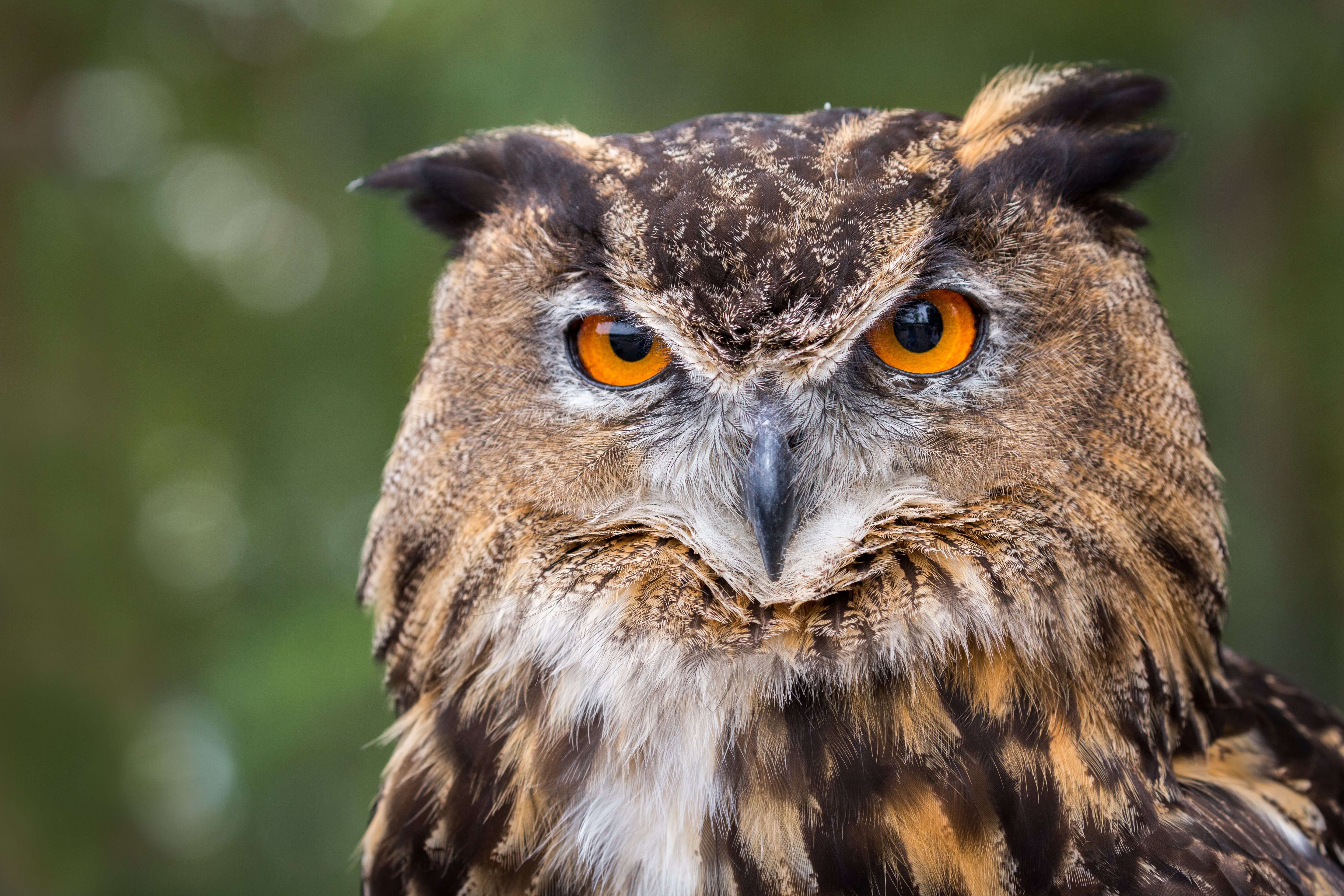 Free download wallpaper Birds, Owl, Bird, Close Up, Animal on your PC desktop