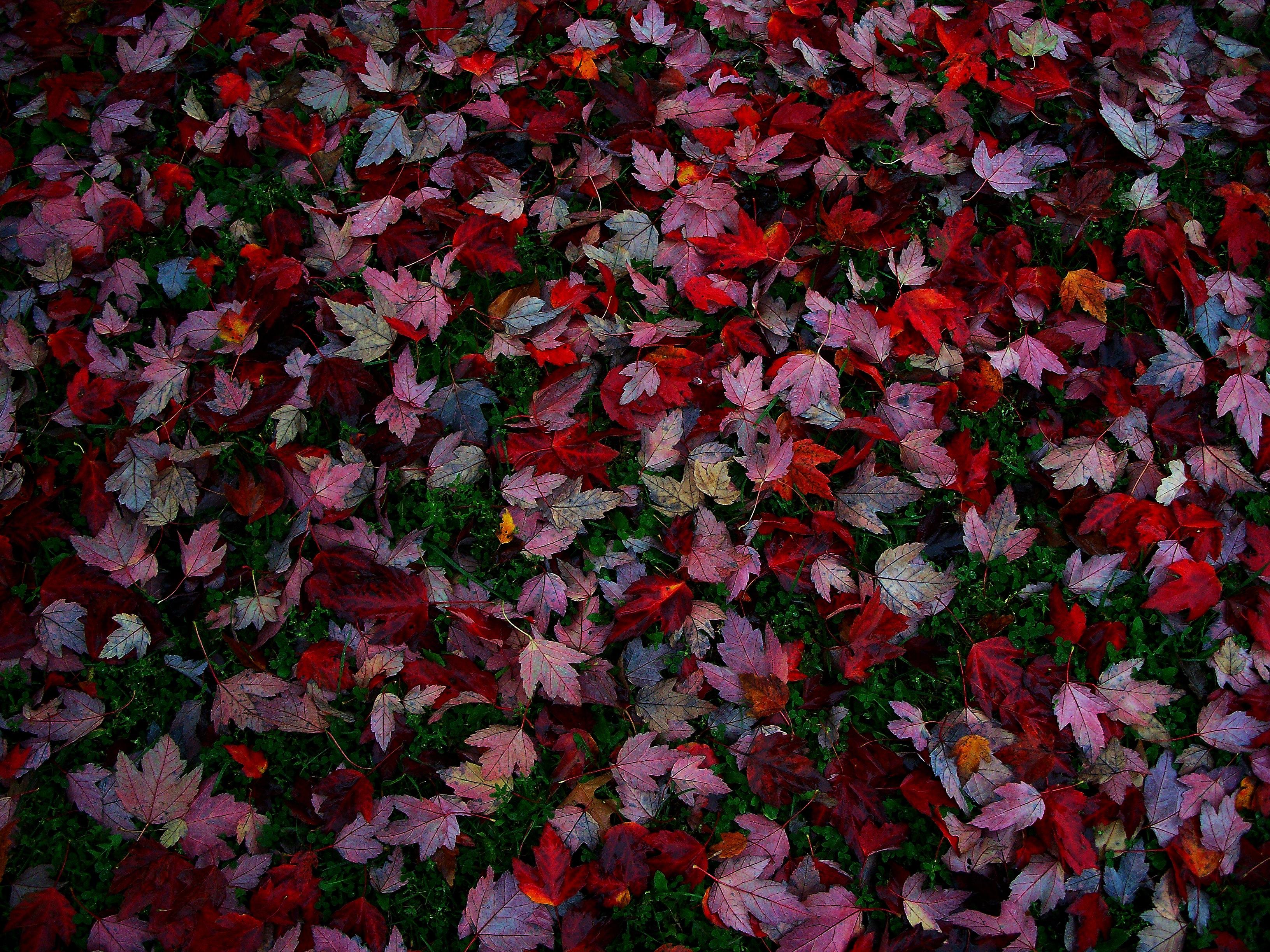 Free download wallpaper Leaf, Fall, Earth, Colors on your PC desktop