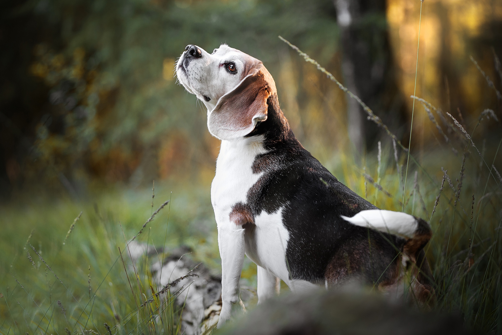 Baixar papel de parede para celular de Animais, Cães, Cão, Beagle gratuito.