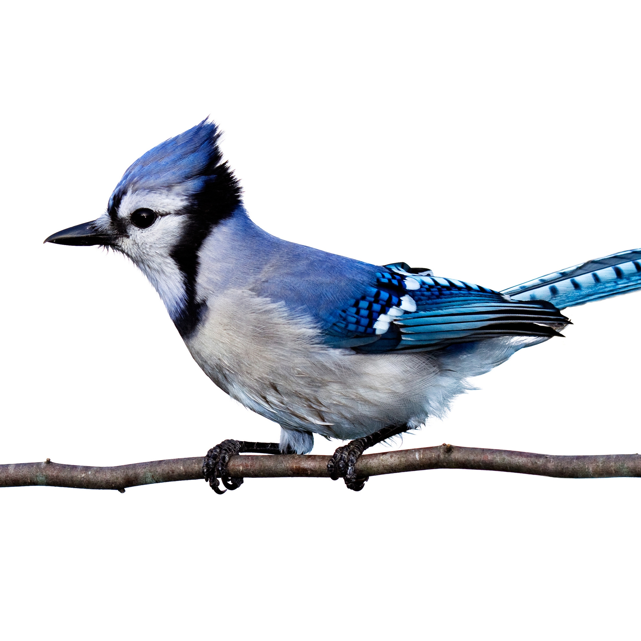 Laden Sie das Tiere, Vögel, Blauhäher-Bild kostenlos auf Ihren PC-Desktop herunter