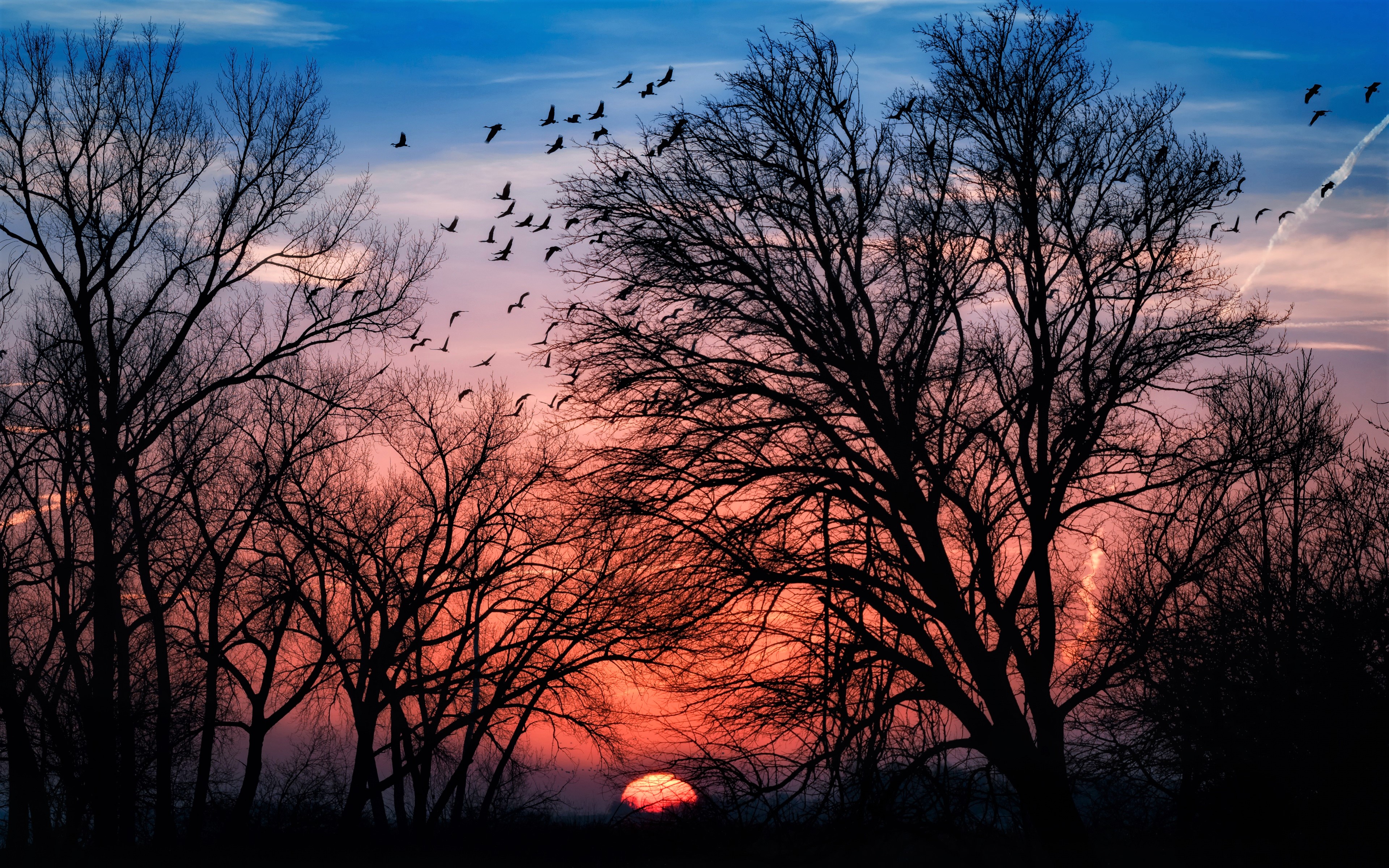 Free download wallpaper Sunset, Sun, Silhouette, Tree, Earth on your PC desktop