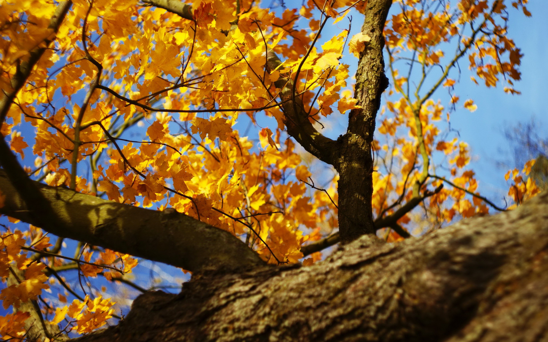 Descarga gratis la imagen Árboles, Árbol, Tierra/naturaleza en el escritorio de tu PC