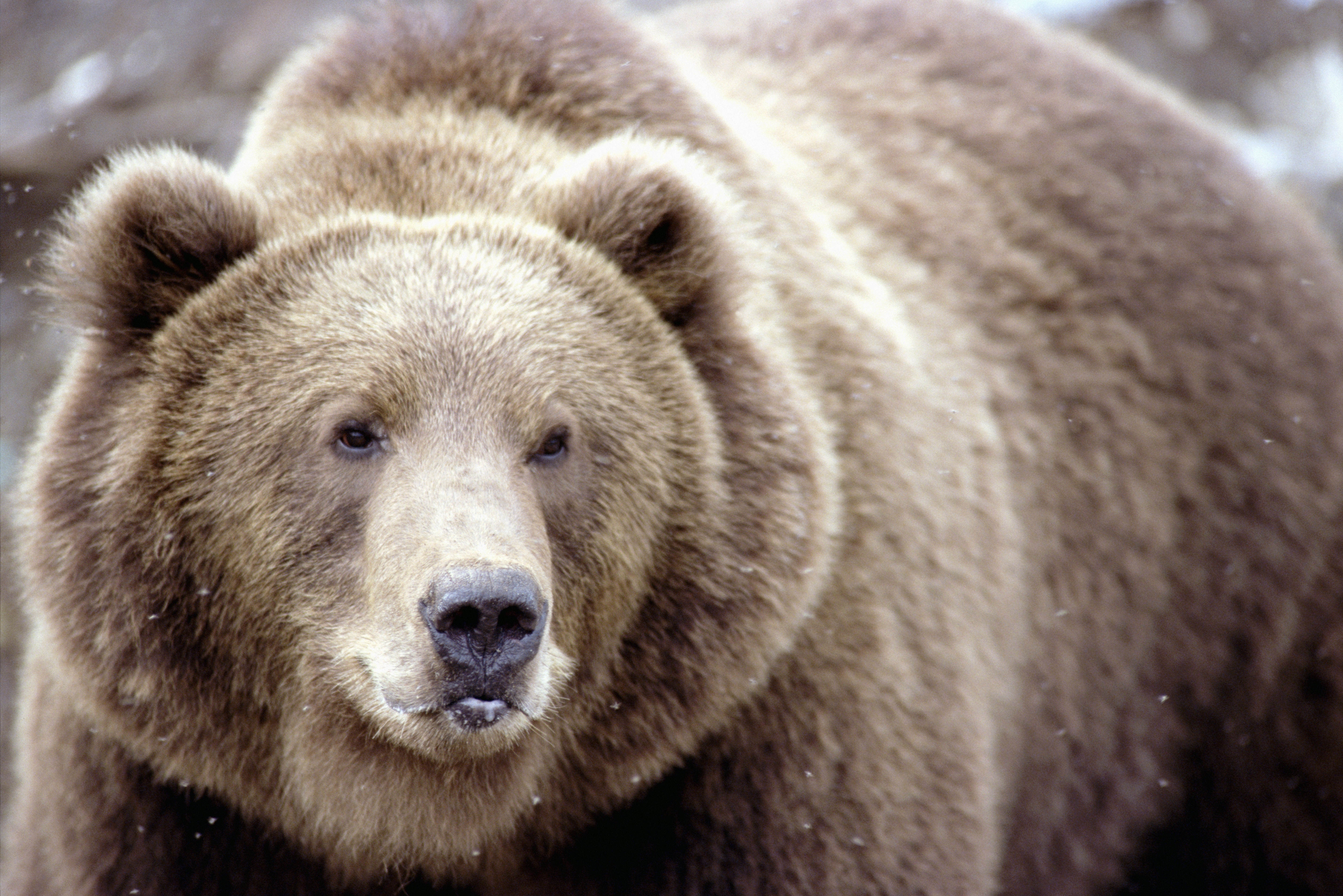 Download mobile wallpaper Snow, Muzzle, Opinion, Sight, Brown Bear, Animals for free.